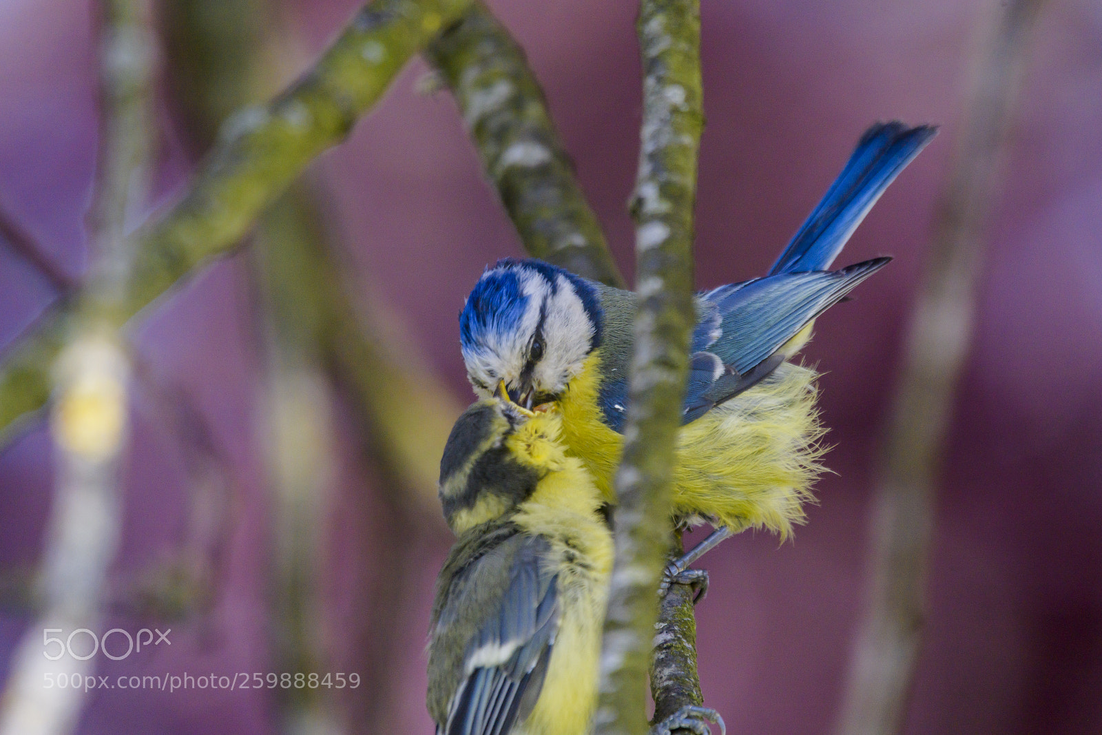 Nikon D850 sample photo. M sange bleue et photography