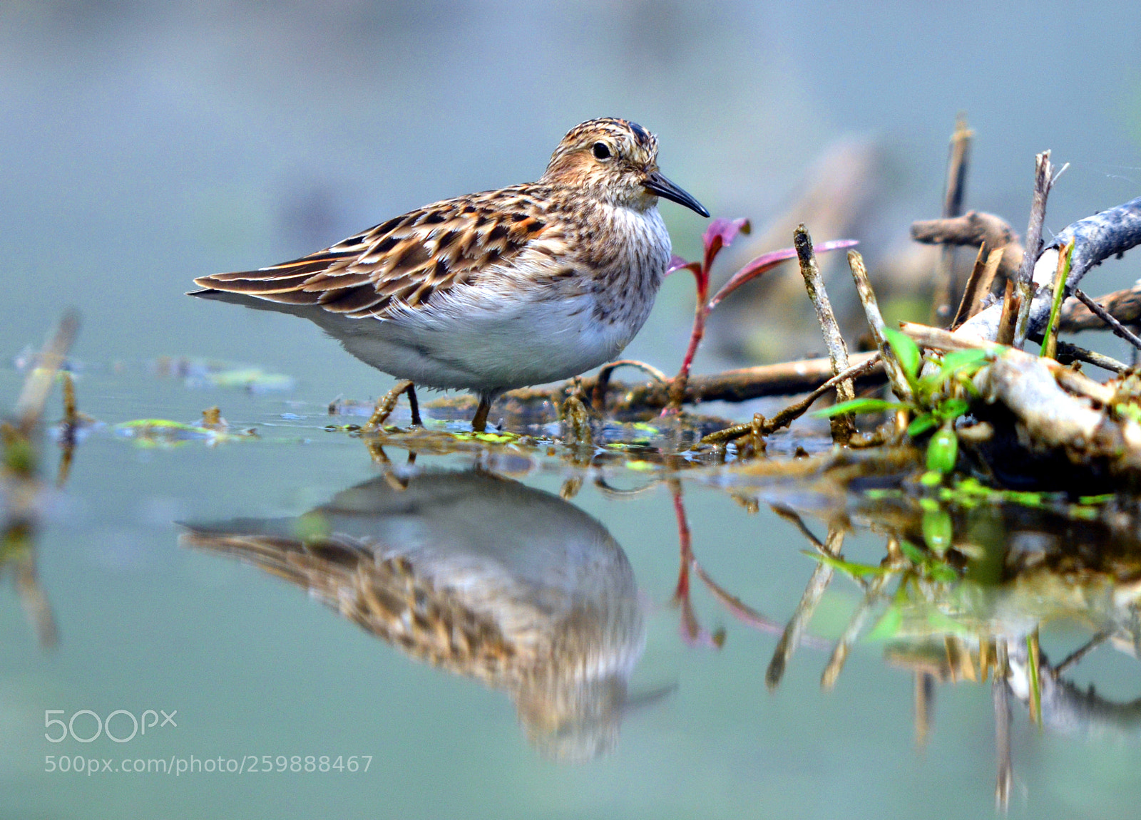 Nikon D7000 sample photo. Lesser sandpiper photography