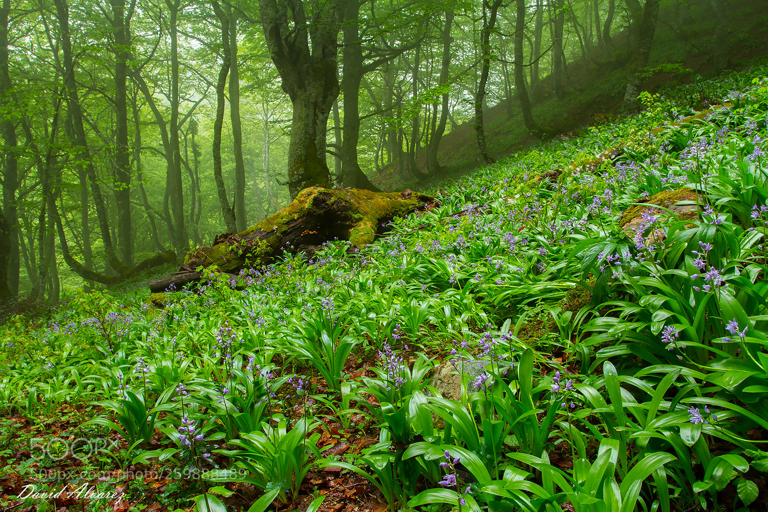 Canon EOS 7D sample photo. Flowers in the forest photography