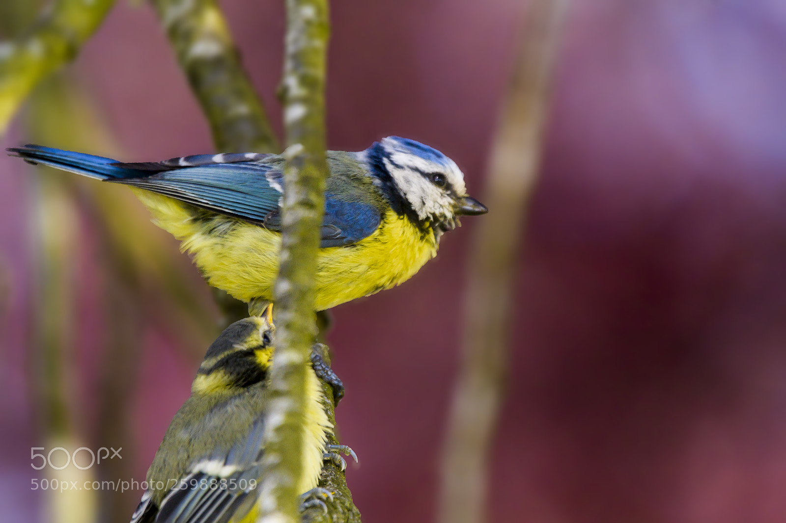Nikon D850 sample photo. M sange bleue et photography