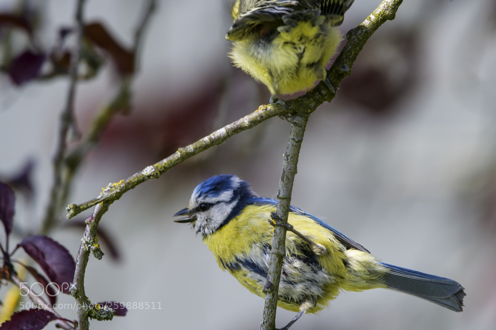 Nikon D850 sample photo. M sange bleue et photography