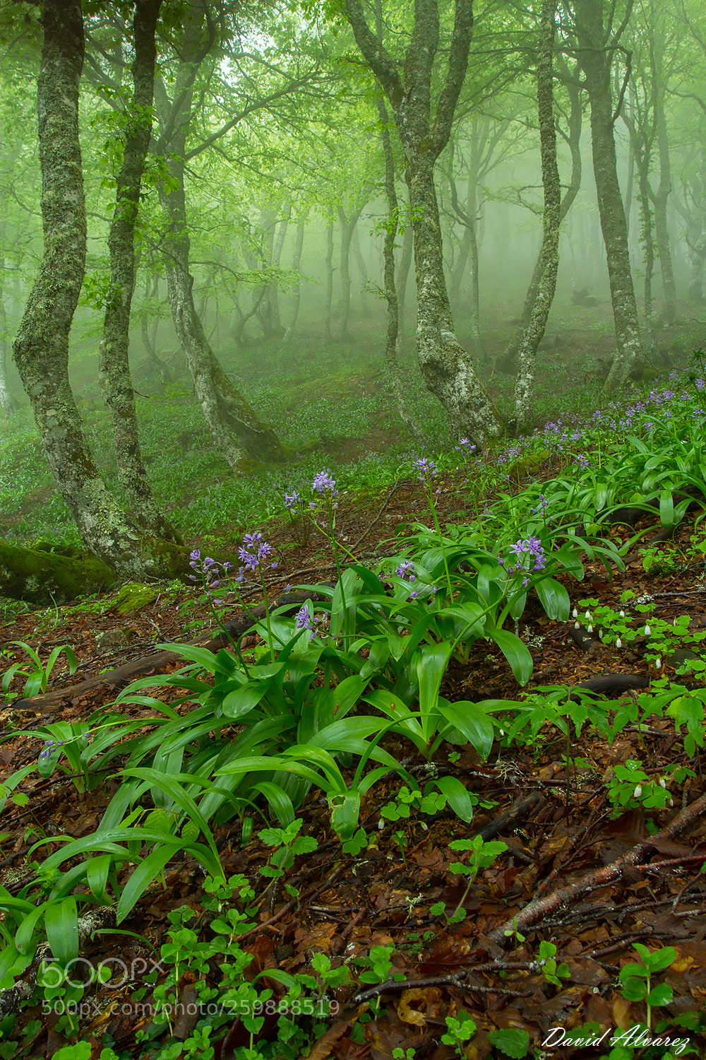 Canon EOS 7D sample photo. Flowers in the forest photography