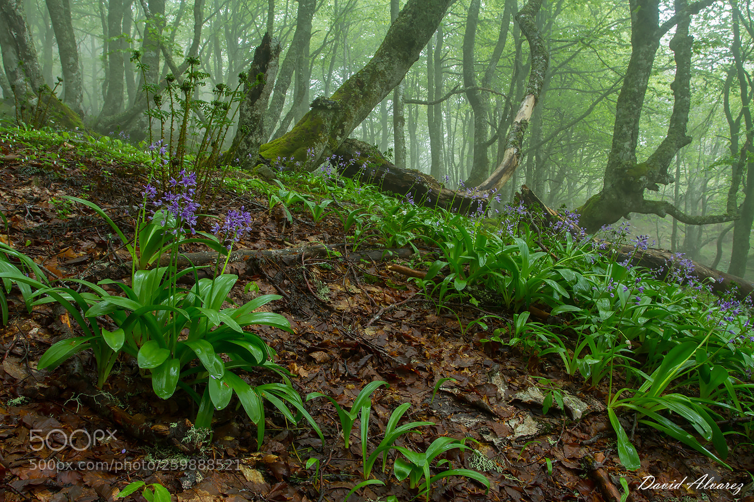 Canon EOS 7D sample photo. Flowers in the forest photography