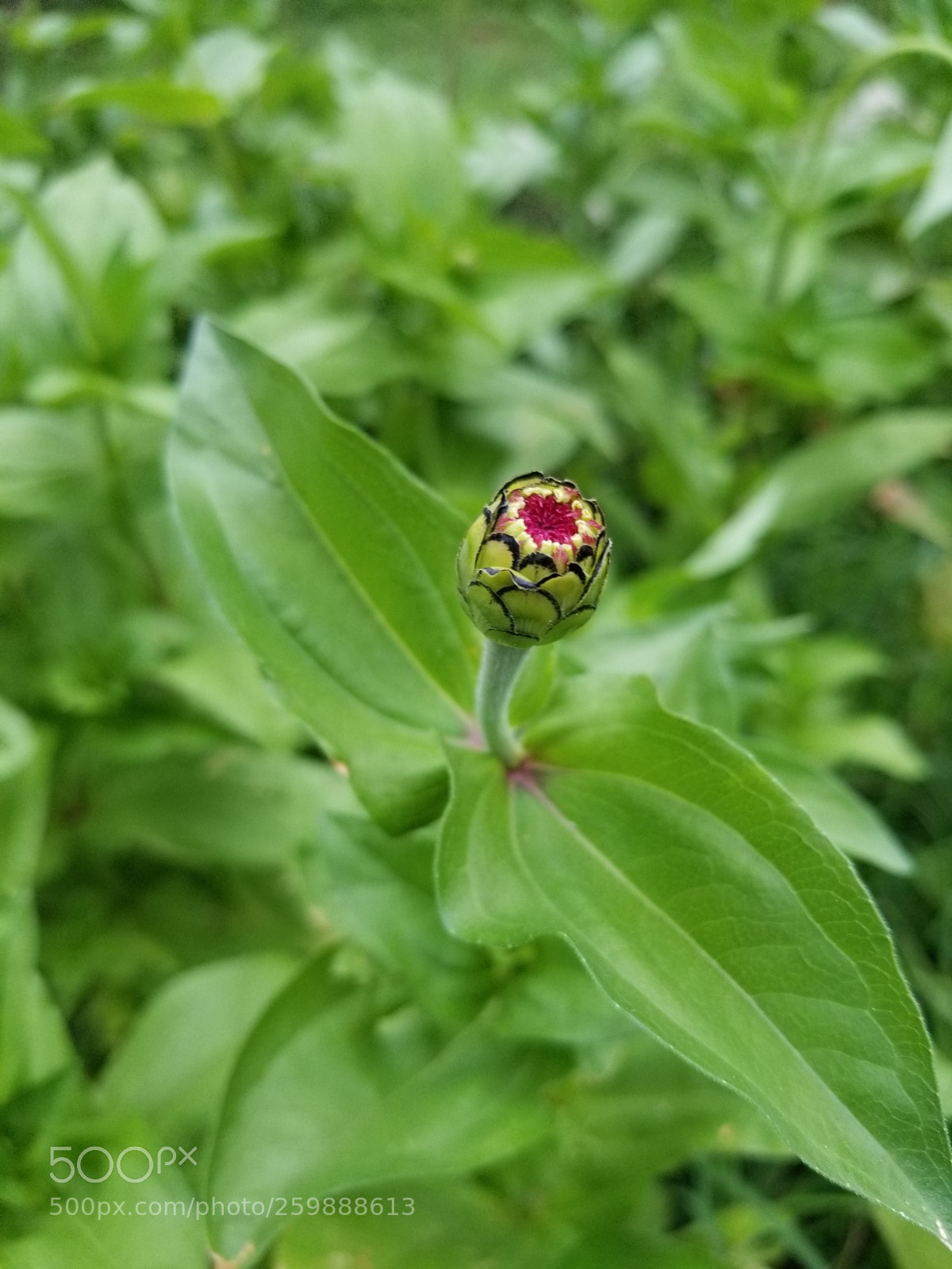 Samsung Galaxy S8+ sample photo. 20170508_192541.jpg photography