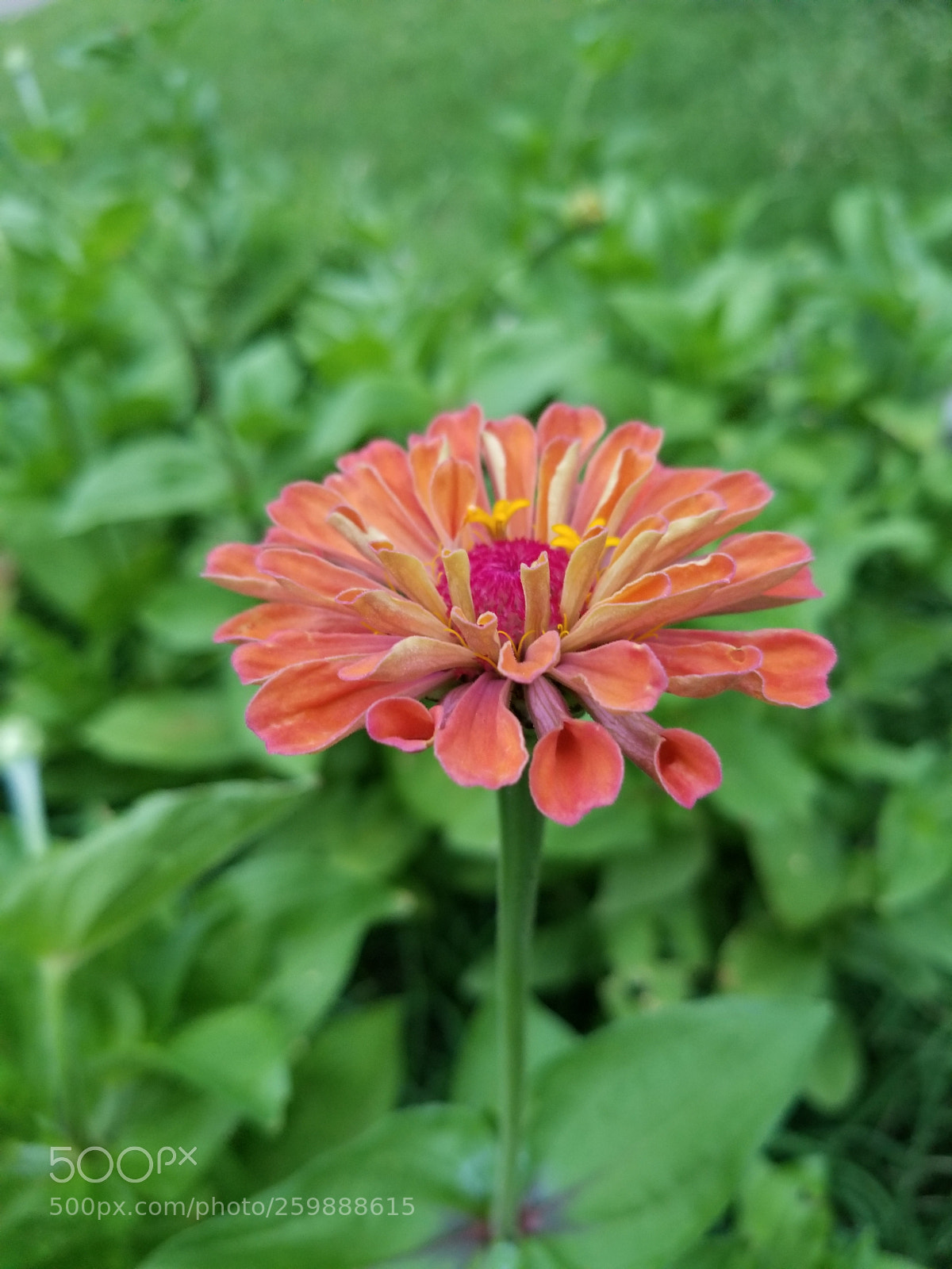 Samsung Galaxy S8+ sample photo. 20170508_192552.jpg photography