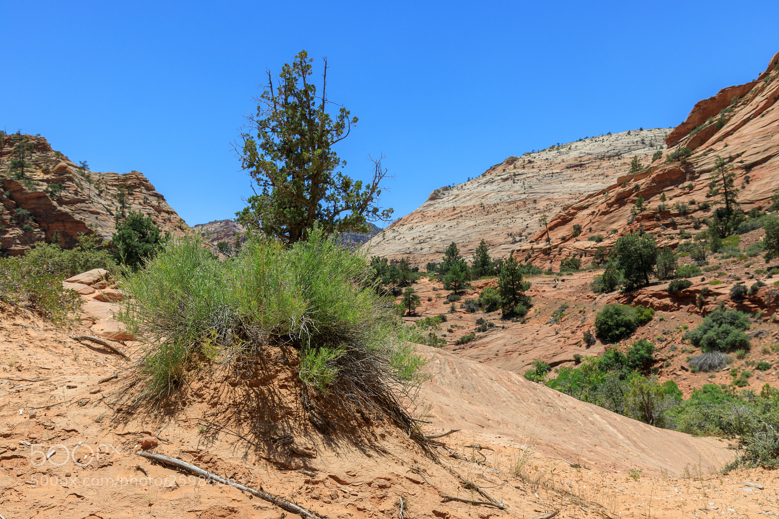 Canon EOS 5D Mark IV sample photo. Zion national park 1298 photography