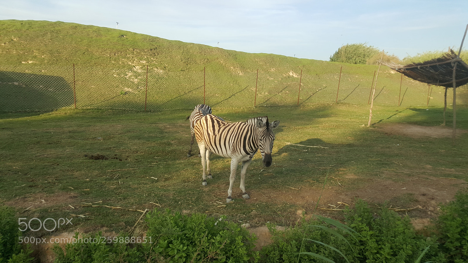 Samsung Galaxy Note5 sample photo. Zoo photography