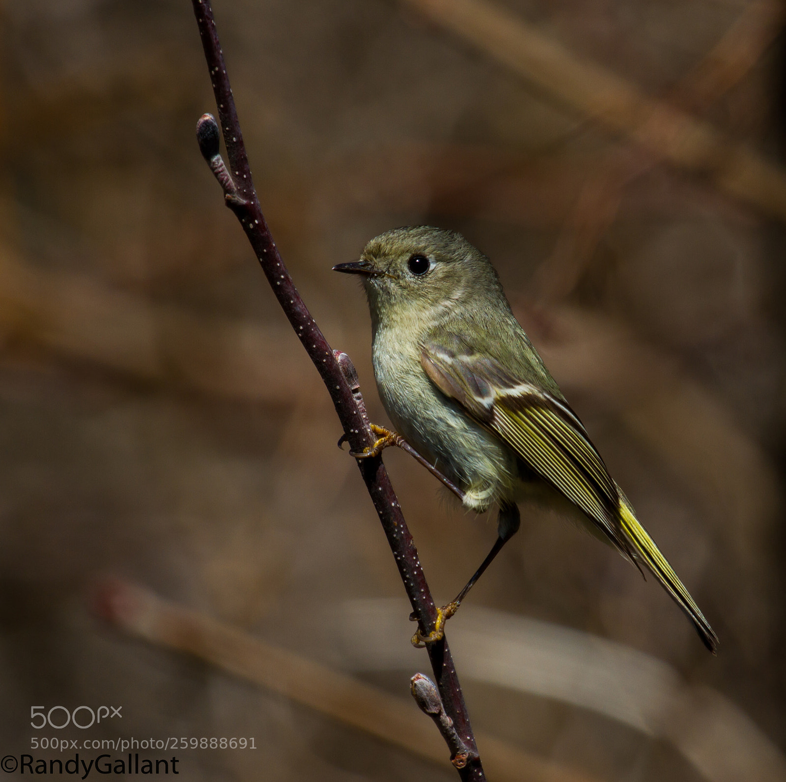 Canon EOS 7D sample photo. Ruby crowned kinglet photography