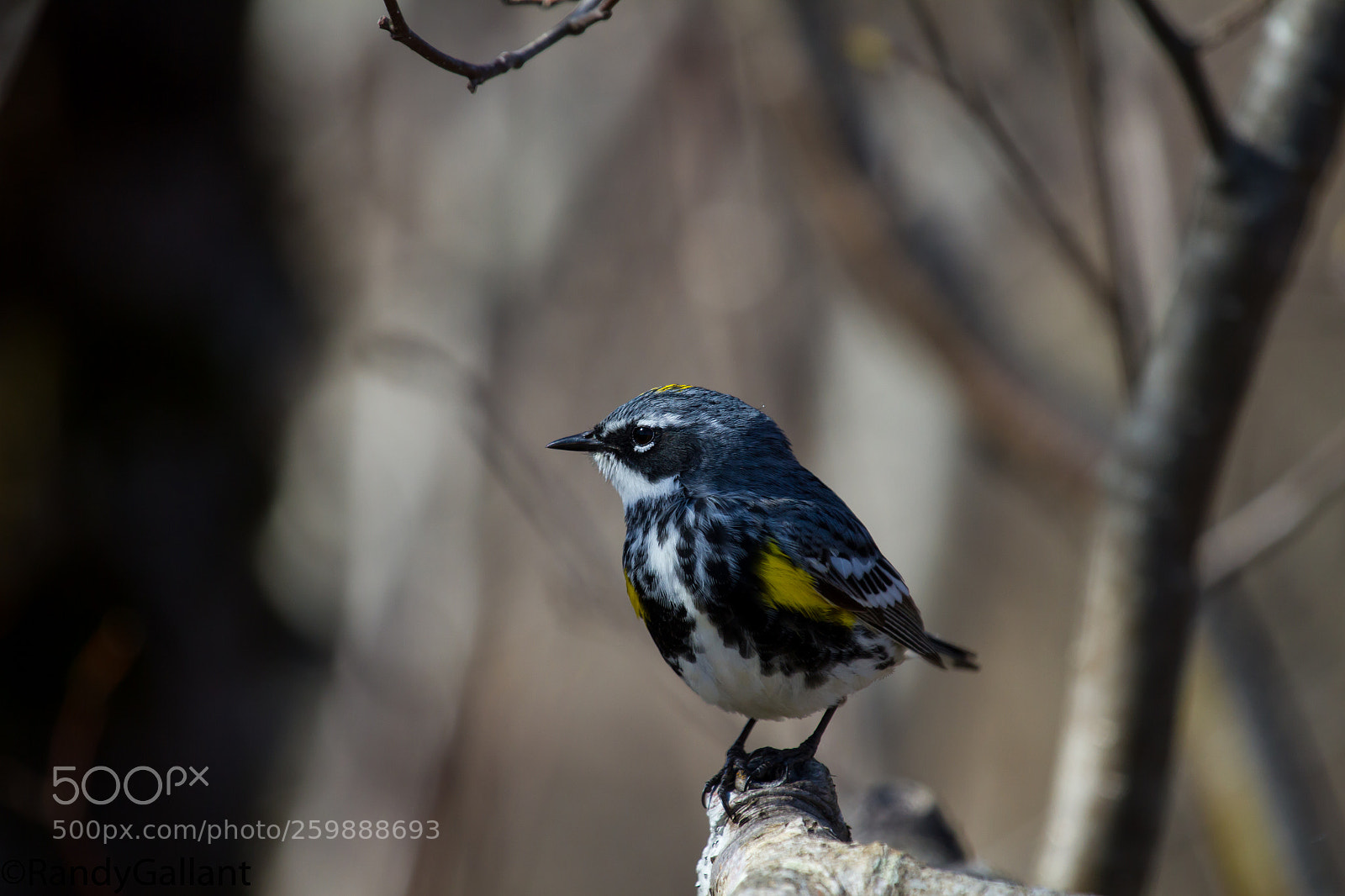 Canon EOS 7D sample photo. Yellow rumped warbler photography