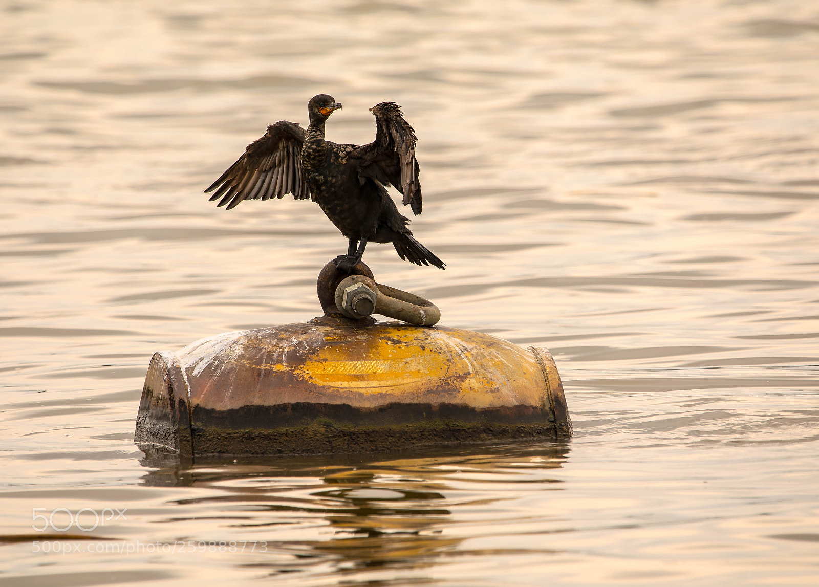 Canon EOS 5D Mark IV sample photo. Double-crested cormorant photography