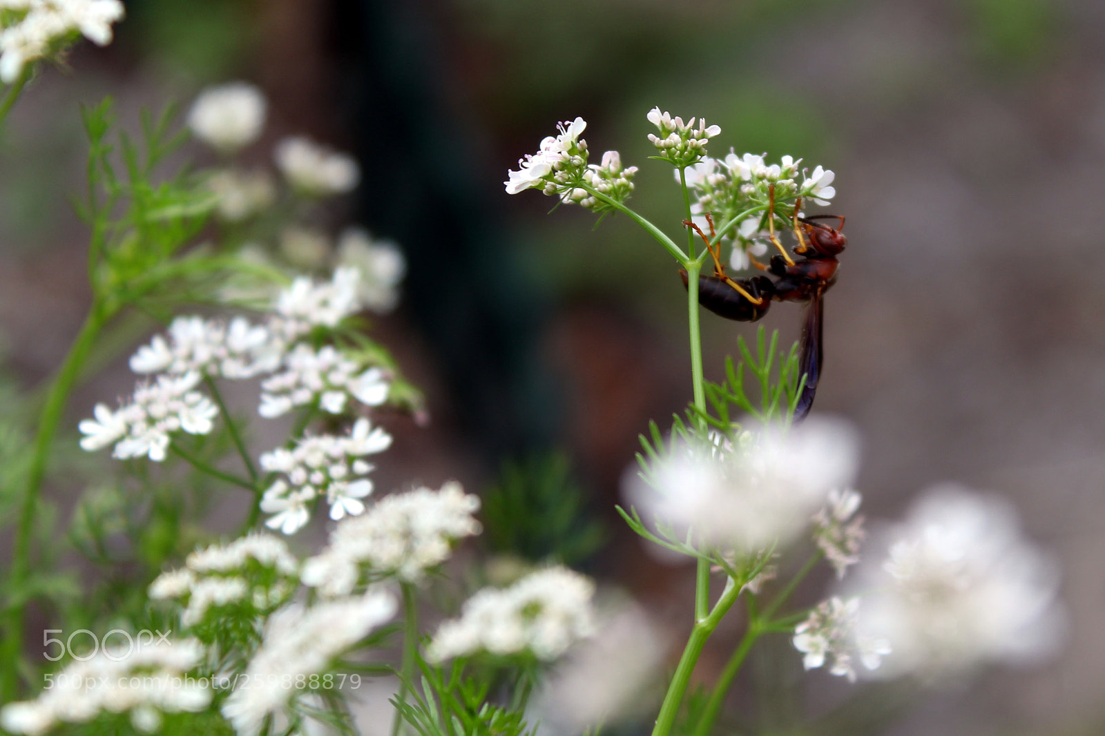 Canon EOS 1200D (EOS Rebel T5 / EOS Kiss X70 / EOS Hi) sample photo. Cilantro/coriander photography