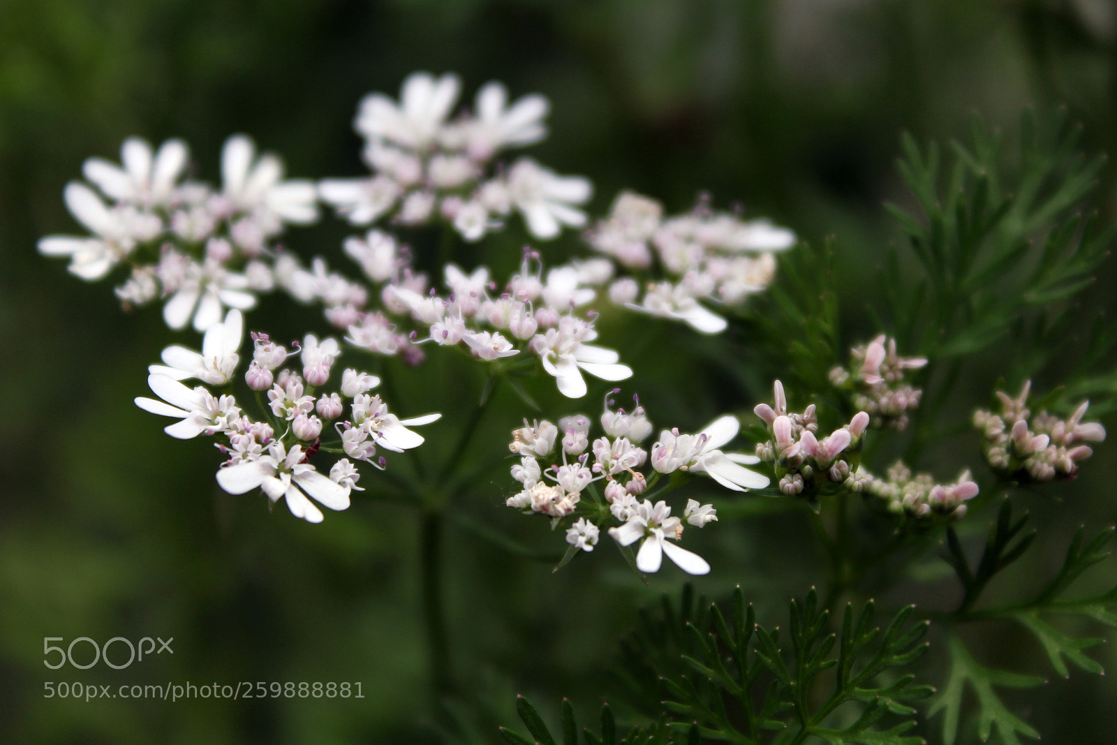 Canon EOS 1200D (EOS Rebel T5 / EOS Kiss X70 / EOS Hi) sample photo. Cilantro/coriander photography