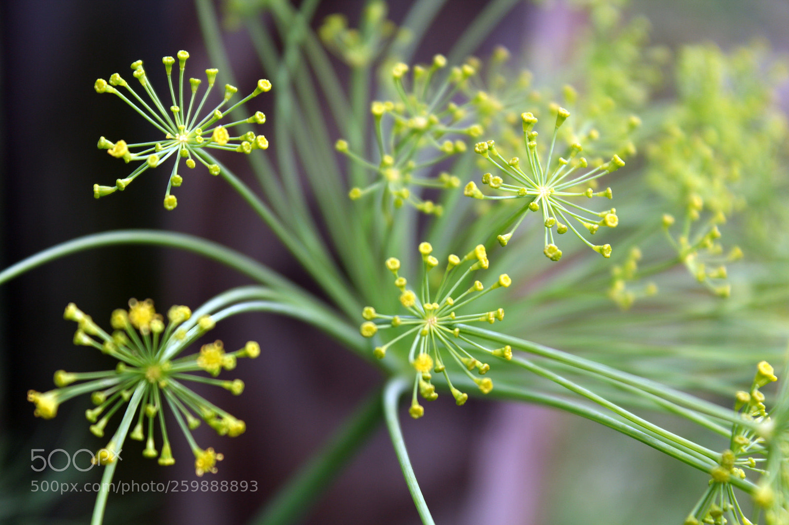 Canon EOS 1200D (EOS Rebel T5 / EOS Kiss X70 / EOS Hi) sample photo. Dill flowers photography