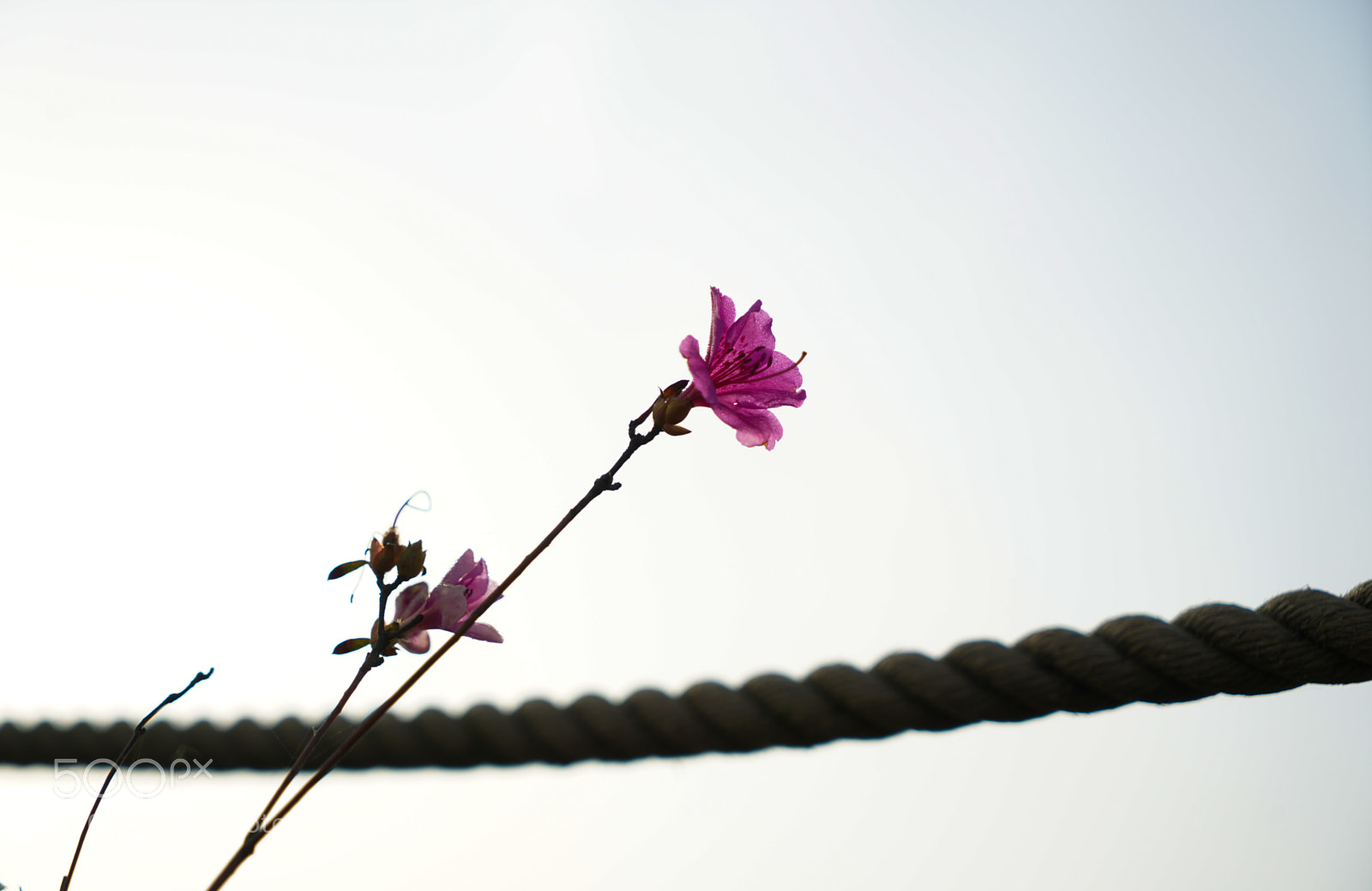 Sony a7 II sample photo. Dsc photography