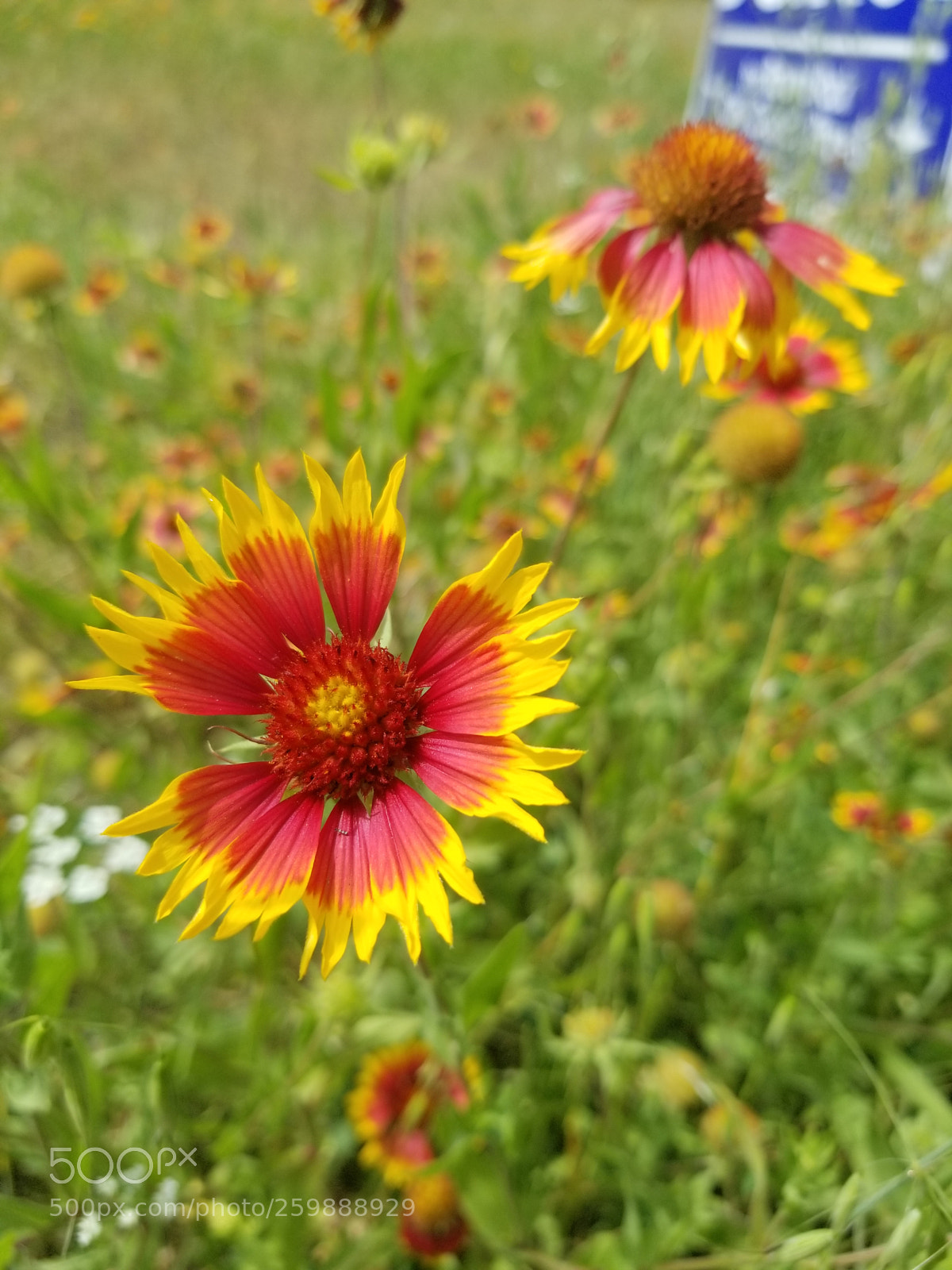 Samsung Galaxy S8+ sample photo. 20180427_152343.jpg photography