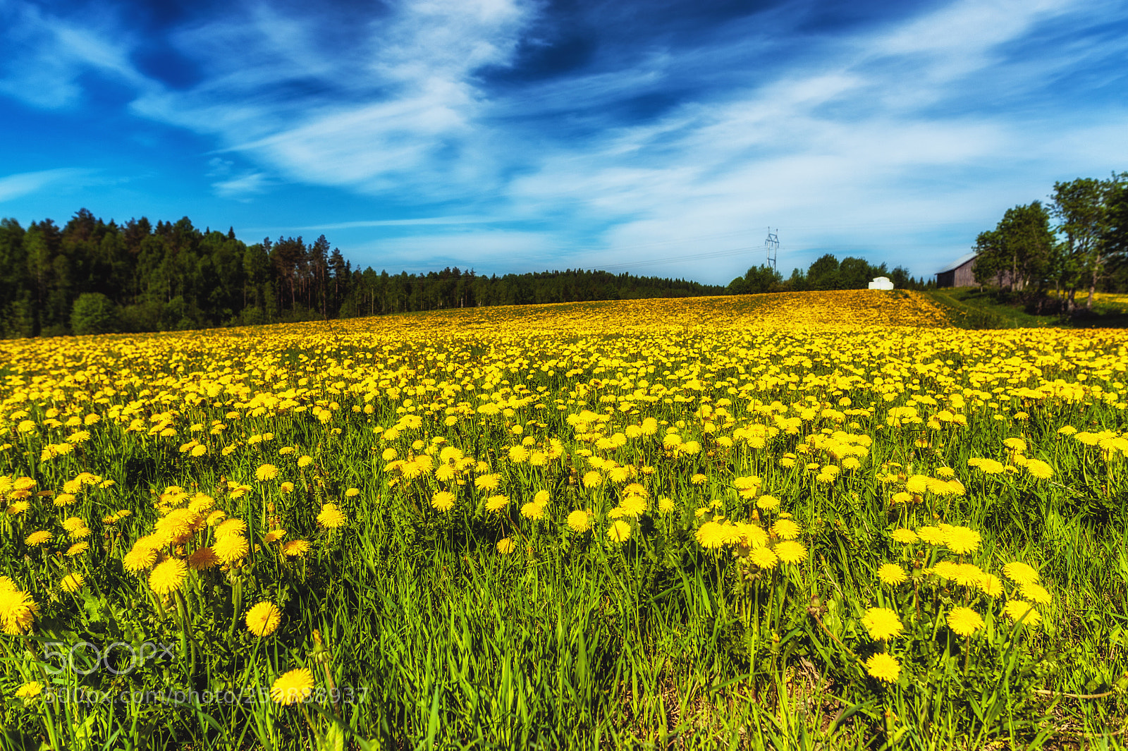 Nikon D700 sample photo. Flower field photography