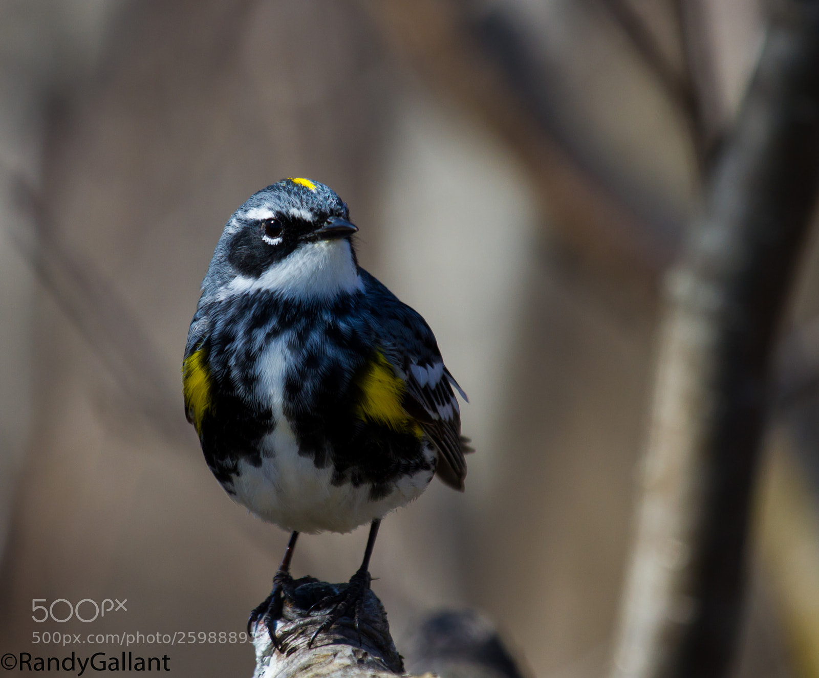 Canon EOS 7D sample photo. Yellow rumped warbler photography