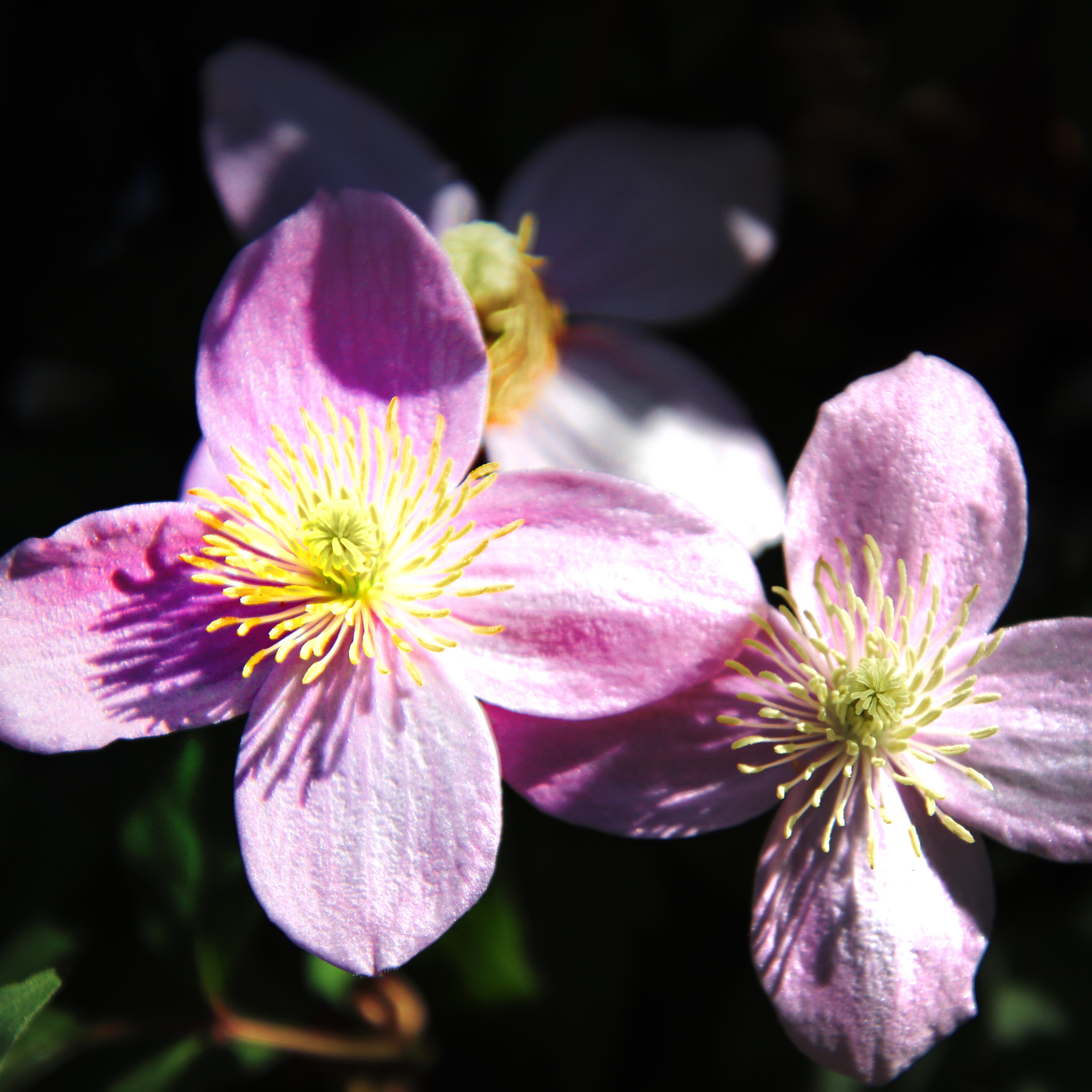 Canon EOS 800D (EOS Rebel T7i / EOS Kiss X9i) sample photo. Purple magic.  photography