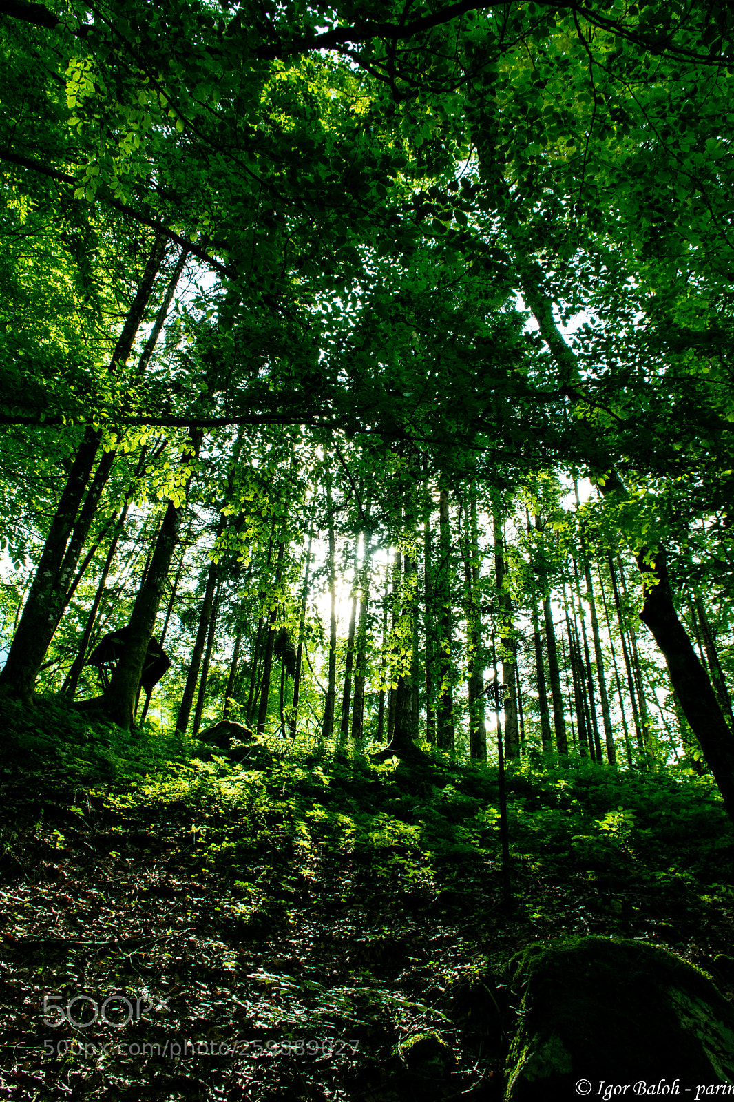 Nikon D5500 sample photo. In the forest photography