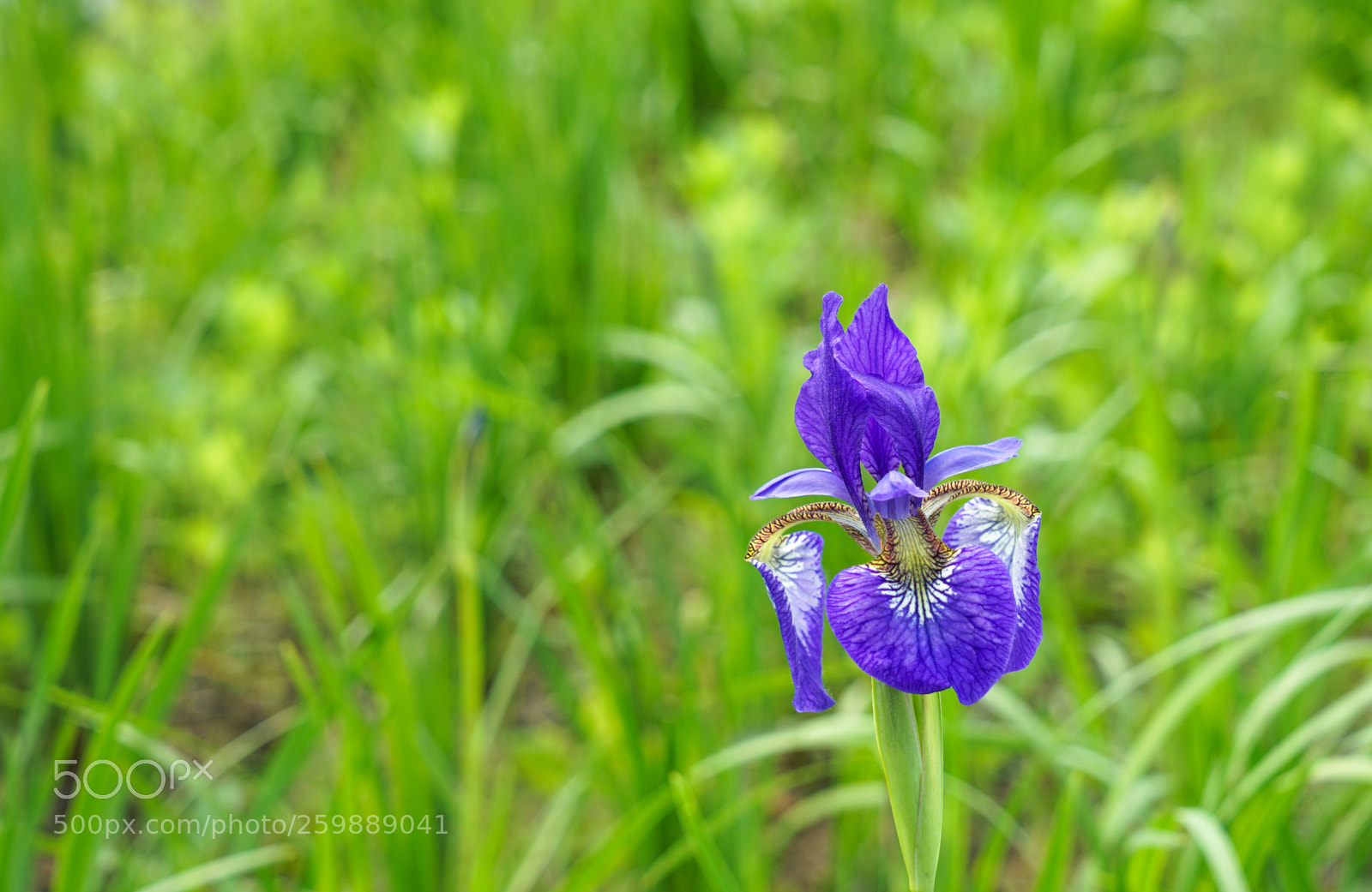 Sony a7 II sample photo. Dsc photography