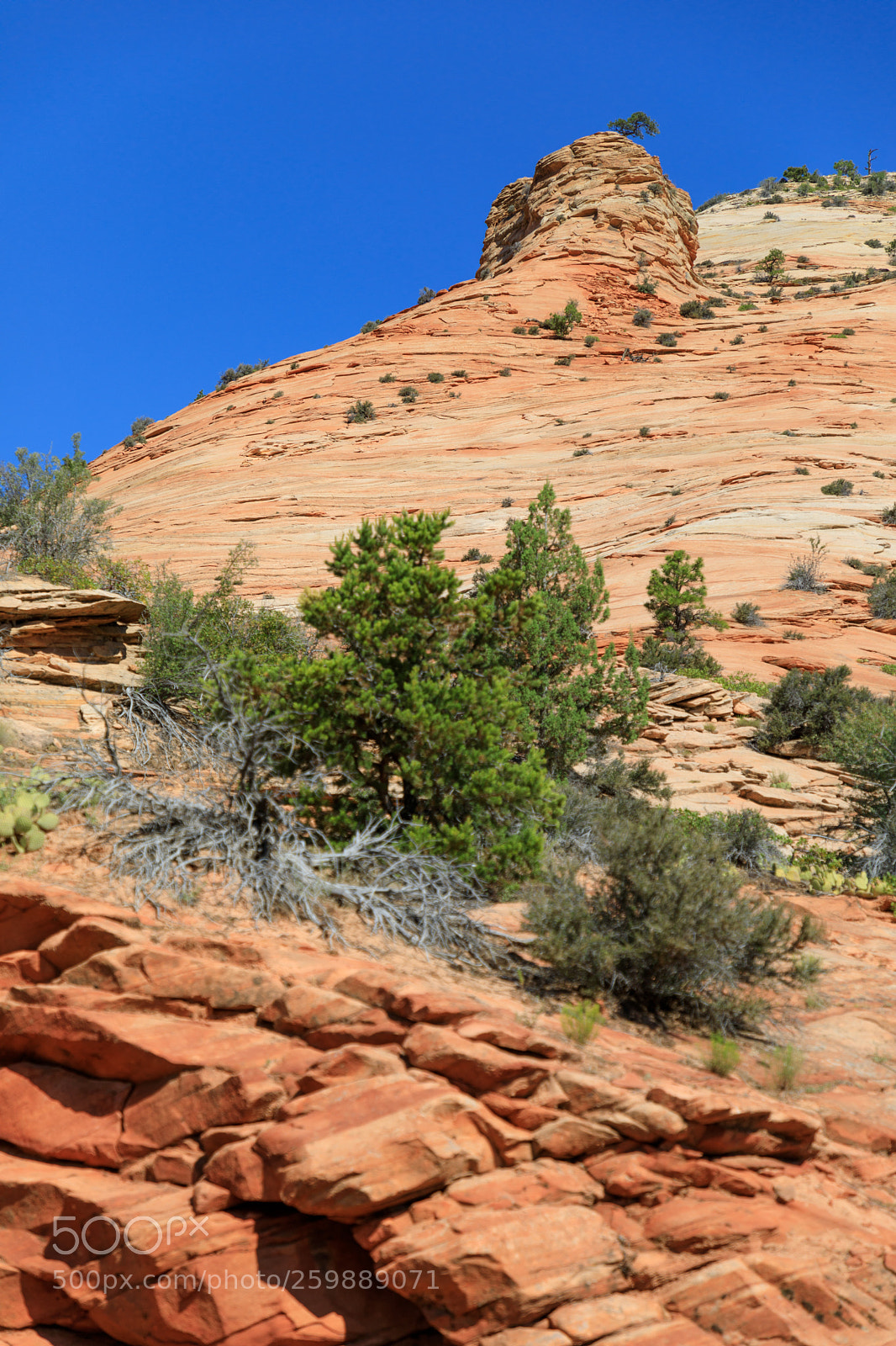 Canon EOS 5D Mark IV sample photo. Zion national park 1340 photography