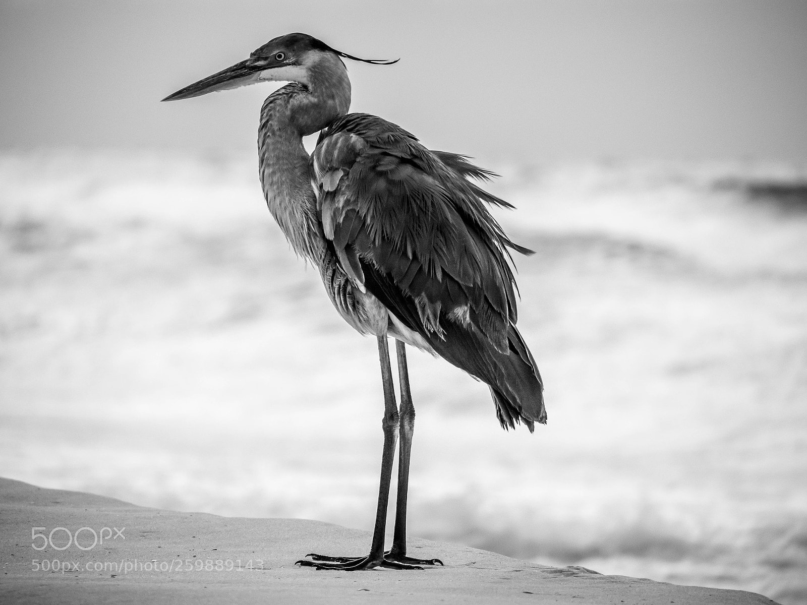 Panasonic Lumix DC-G9 sample photo. Hangin at the beach! photography