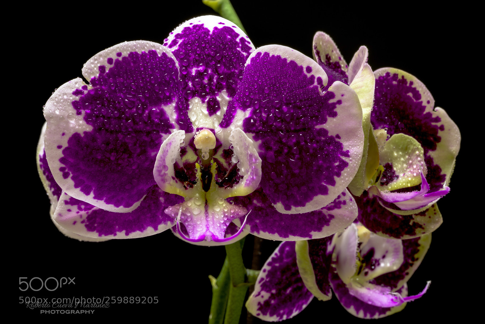 Nikon D810 sample photo. Phalaenopsis photography