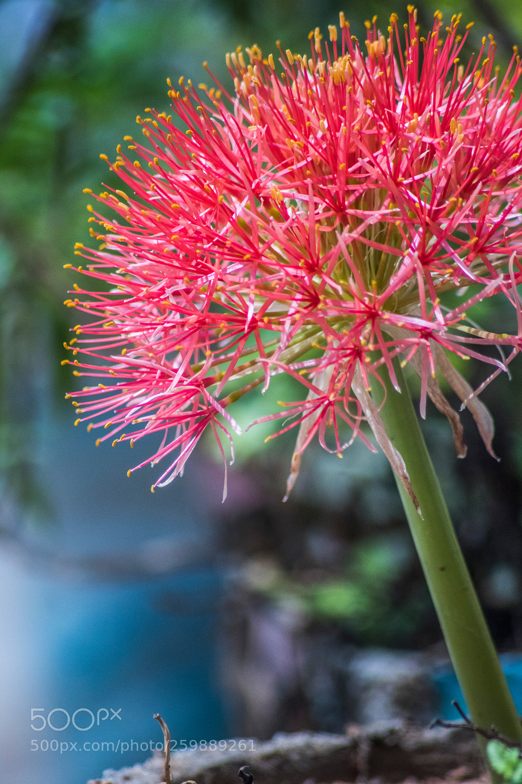Canon EOS 750D (EOS Rebel T6i / EOS Kiss X8i) sample photo. Beautiful explosion photography