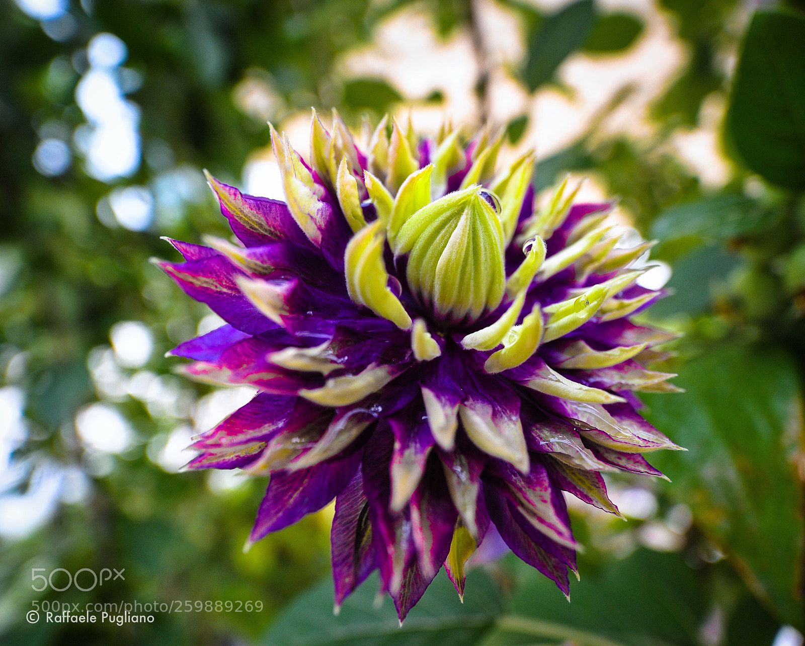 Nikon D3 sample photo. Flower photography
