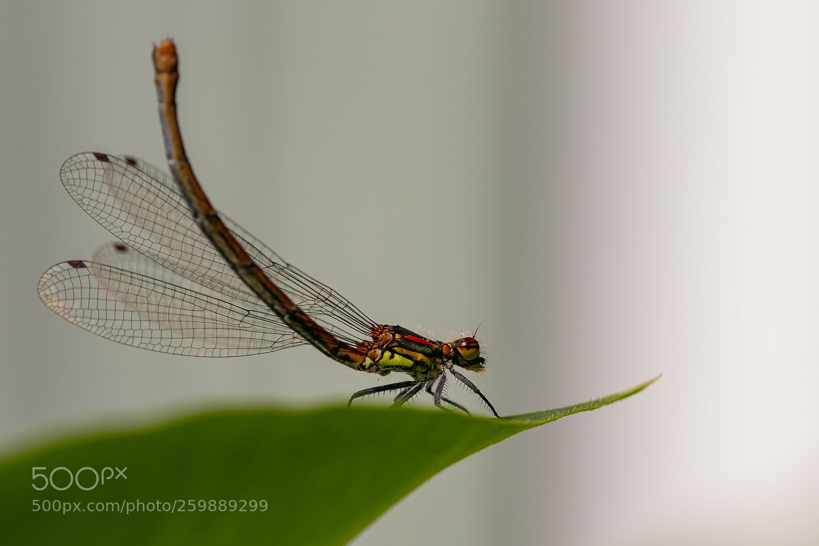 Canon EOS 77D (EOS 9000D / EOS 770D) sample photo. Fr he adonislibelle photography