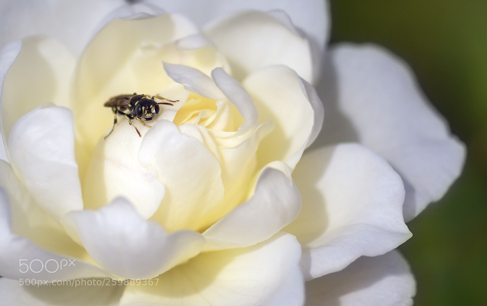 Nikon D810 sample photo. Getting acquainted photography