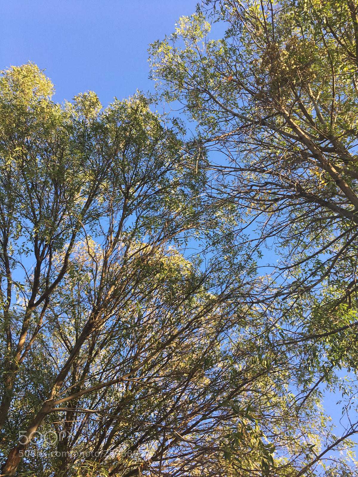 Apple iPhone SE sample photo. Branch meets branch photography