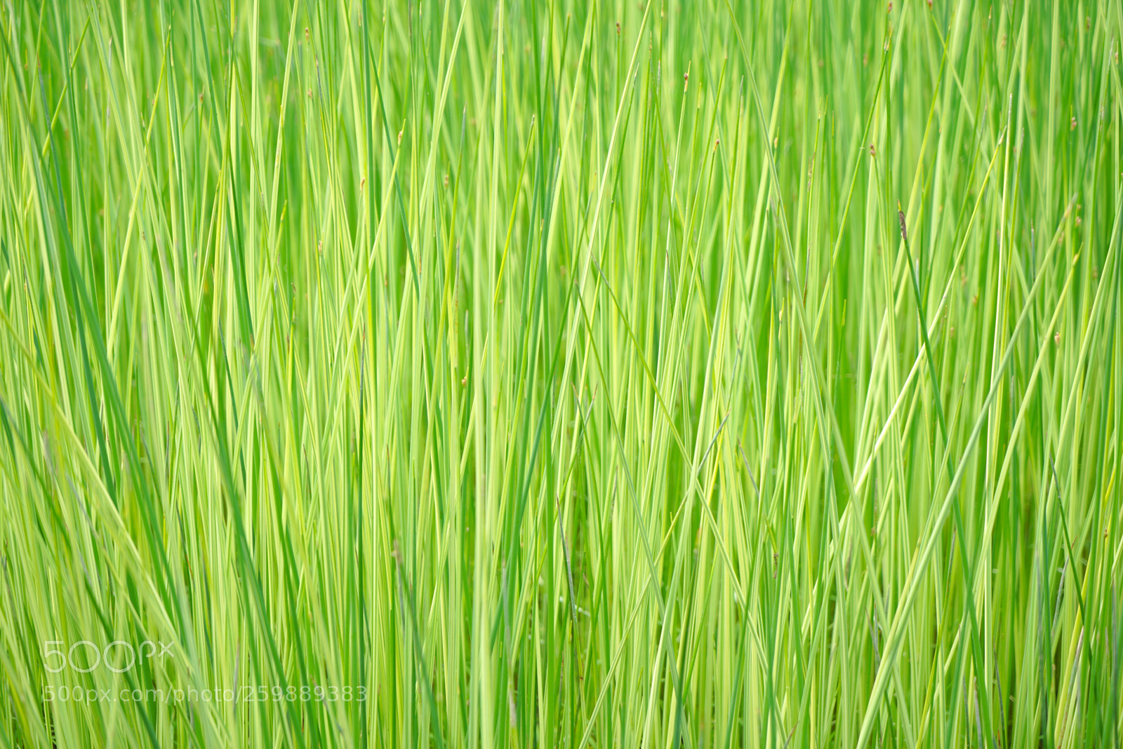 Sony a7 II sample photo. Dsc photography