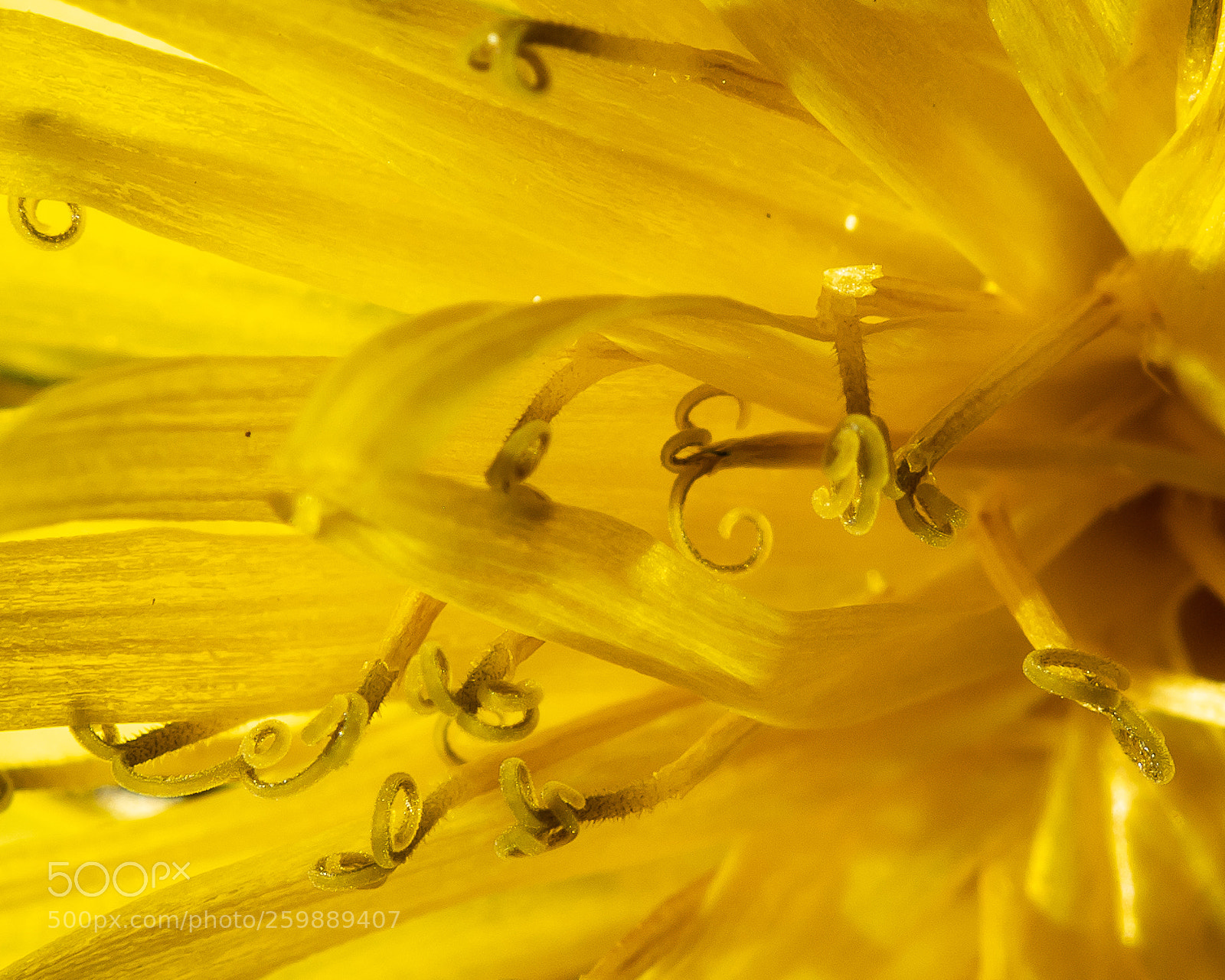 Nikon D810 sample photo. A weed from the photography