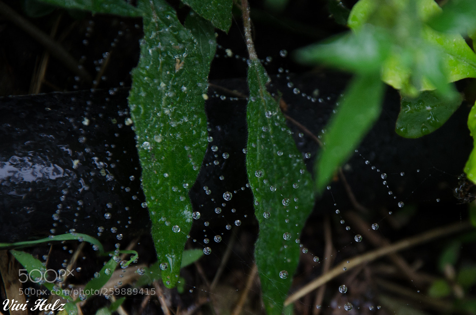 Nikon D5100 sample photo. Perlas de agua photography