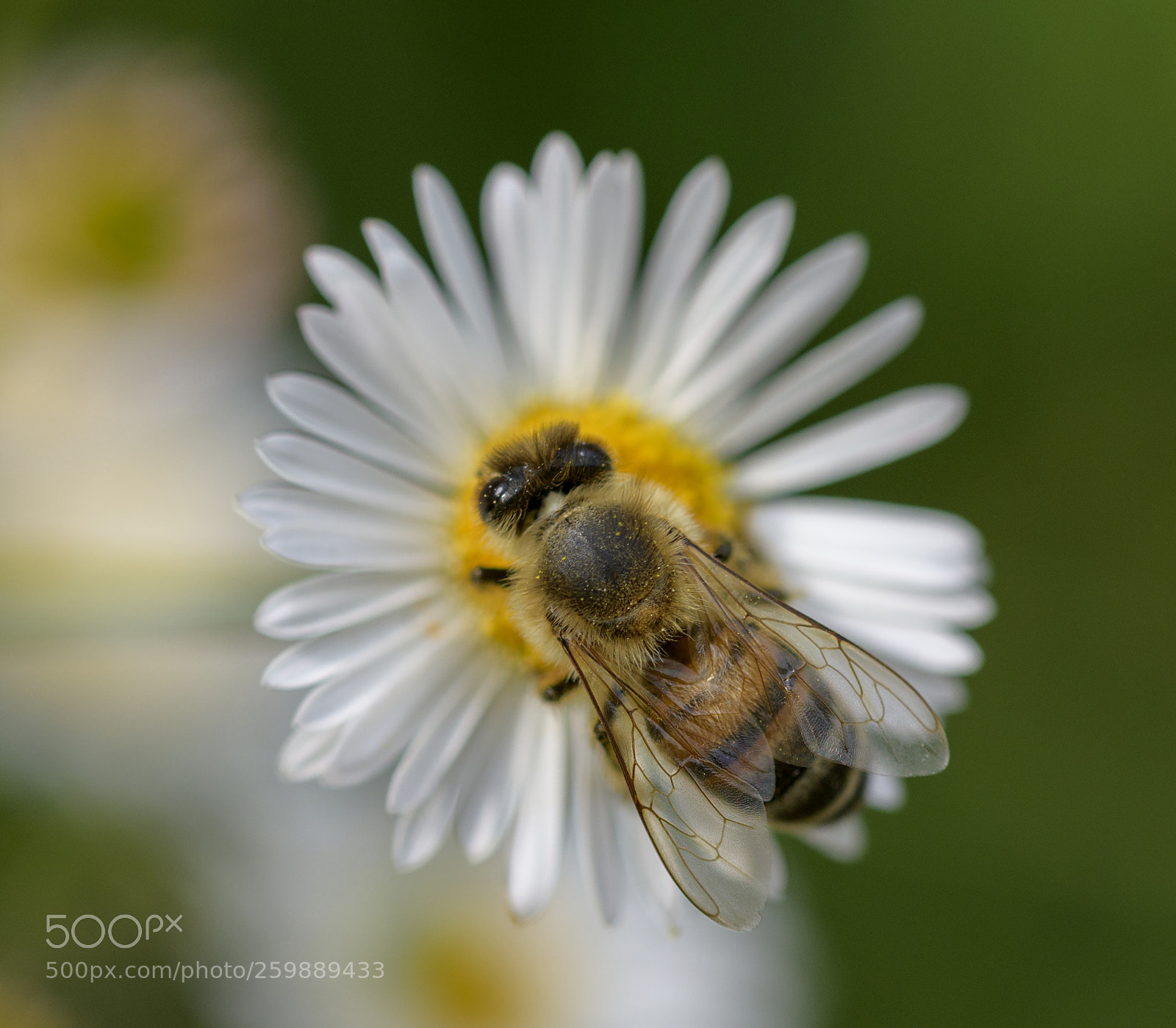 Nikon D850 sample photo. Abeille photography