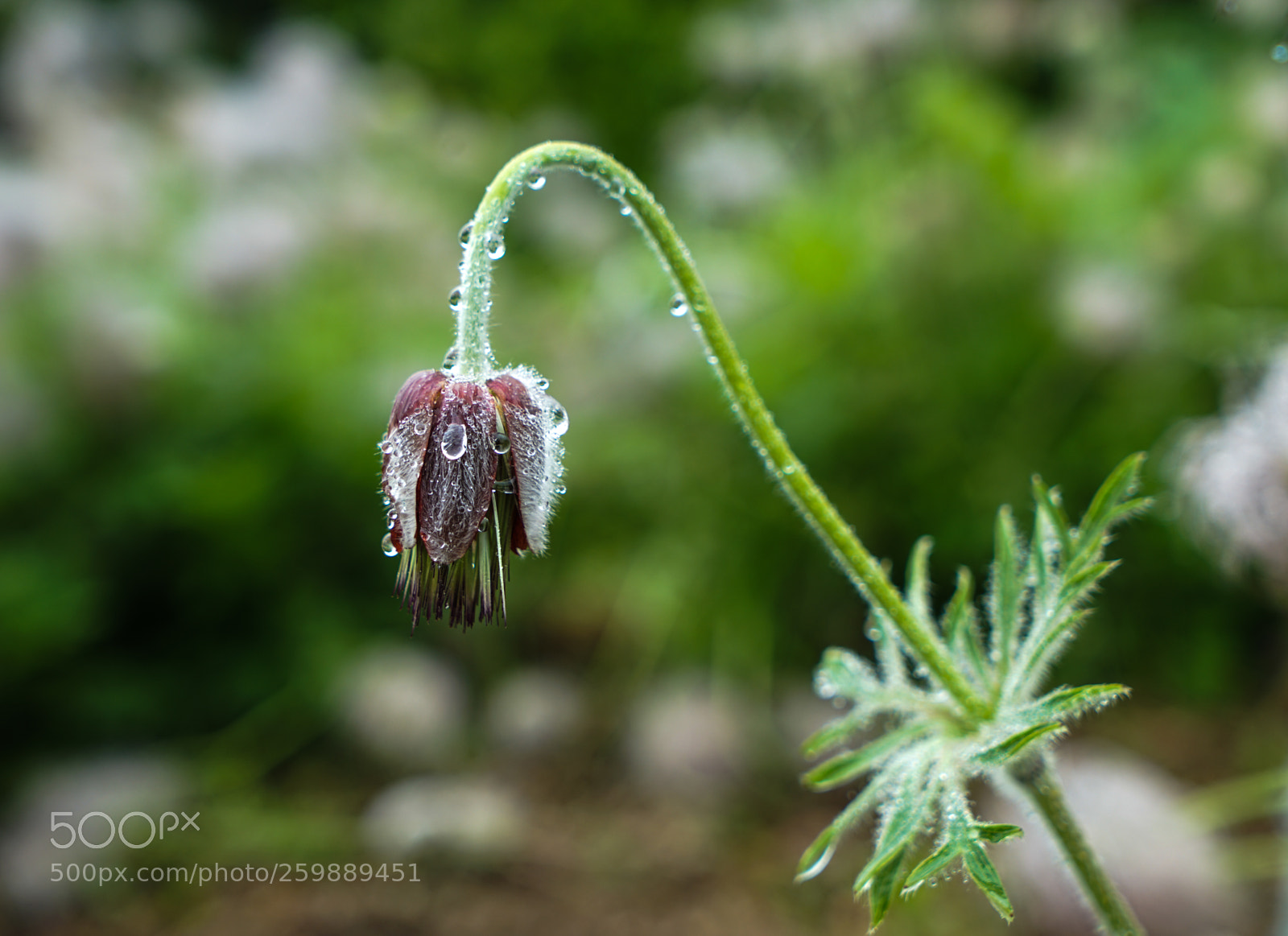 Sony a7 II sample photo. Dsc photography