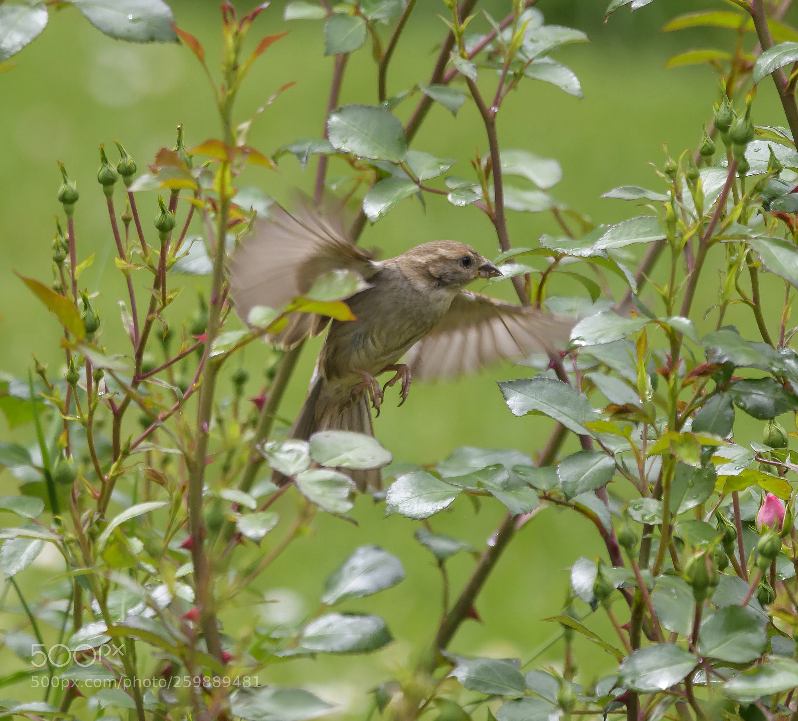 Nikon D850 sample photo. Oiseau en vol photography