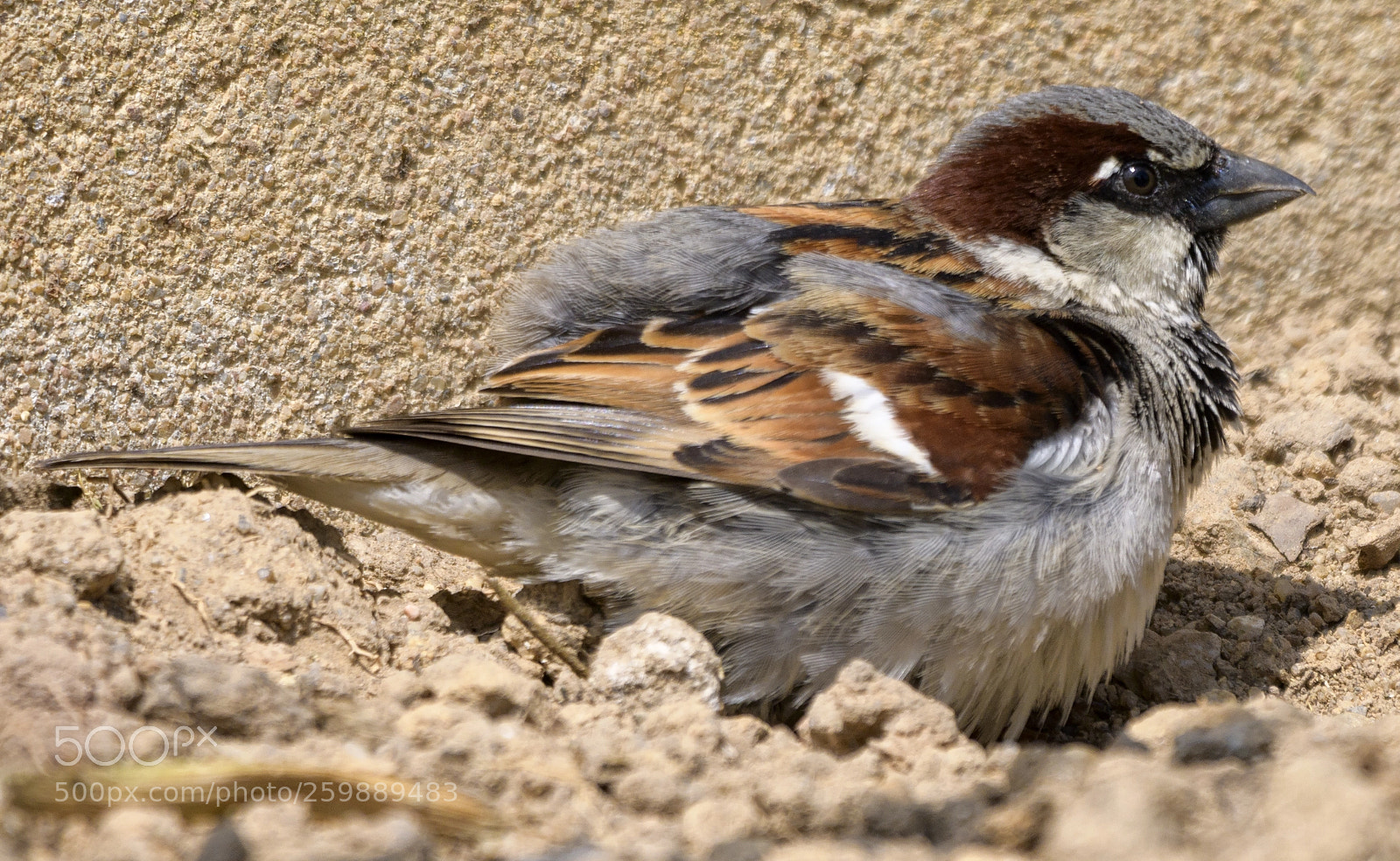 Nikon D850 sample photo. Oiseau bain de terre photography