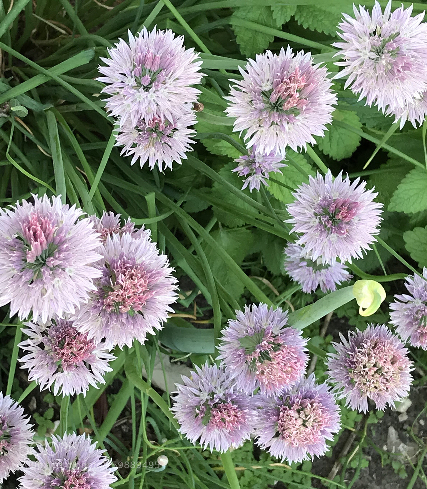 Apple iPhone 7 Plus sample photo. Nature photography