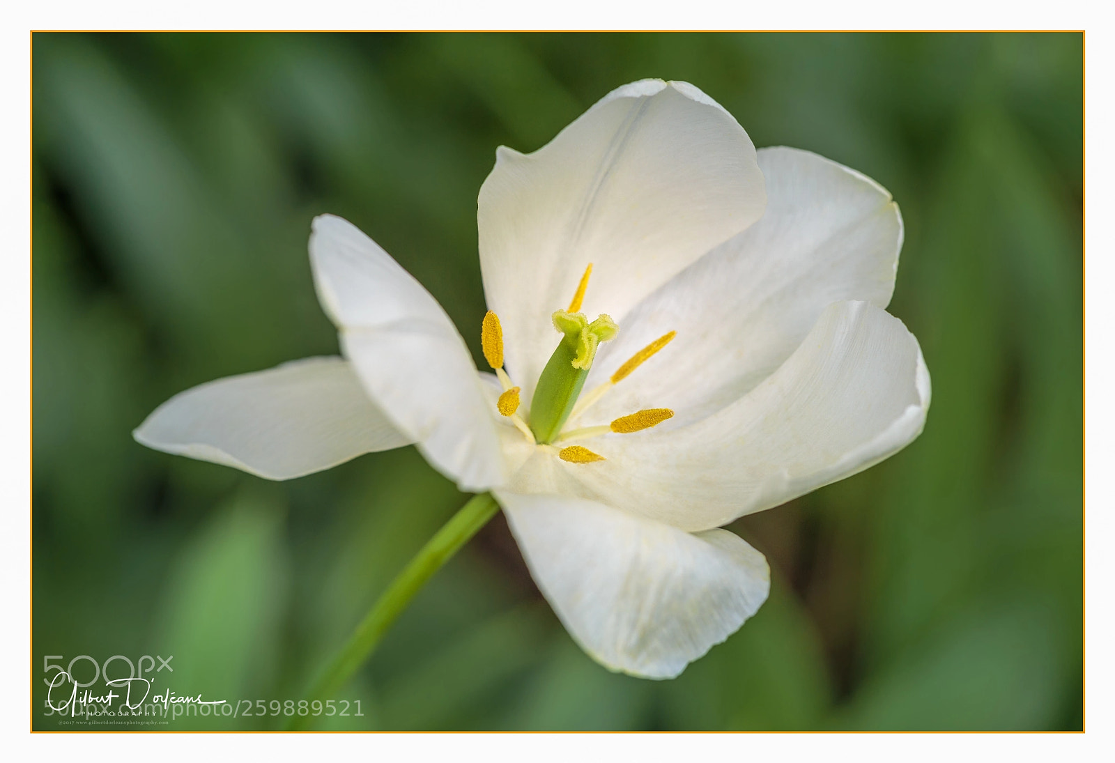 Canon EOS 6D sample photo. White tulip photography