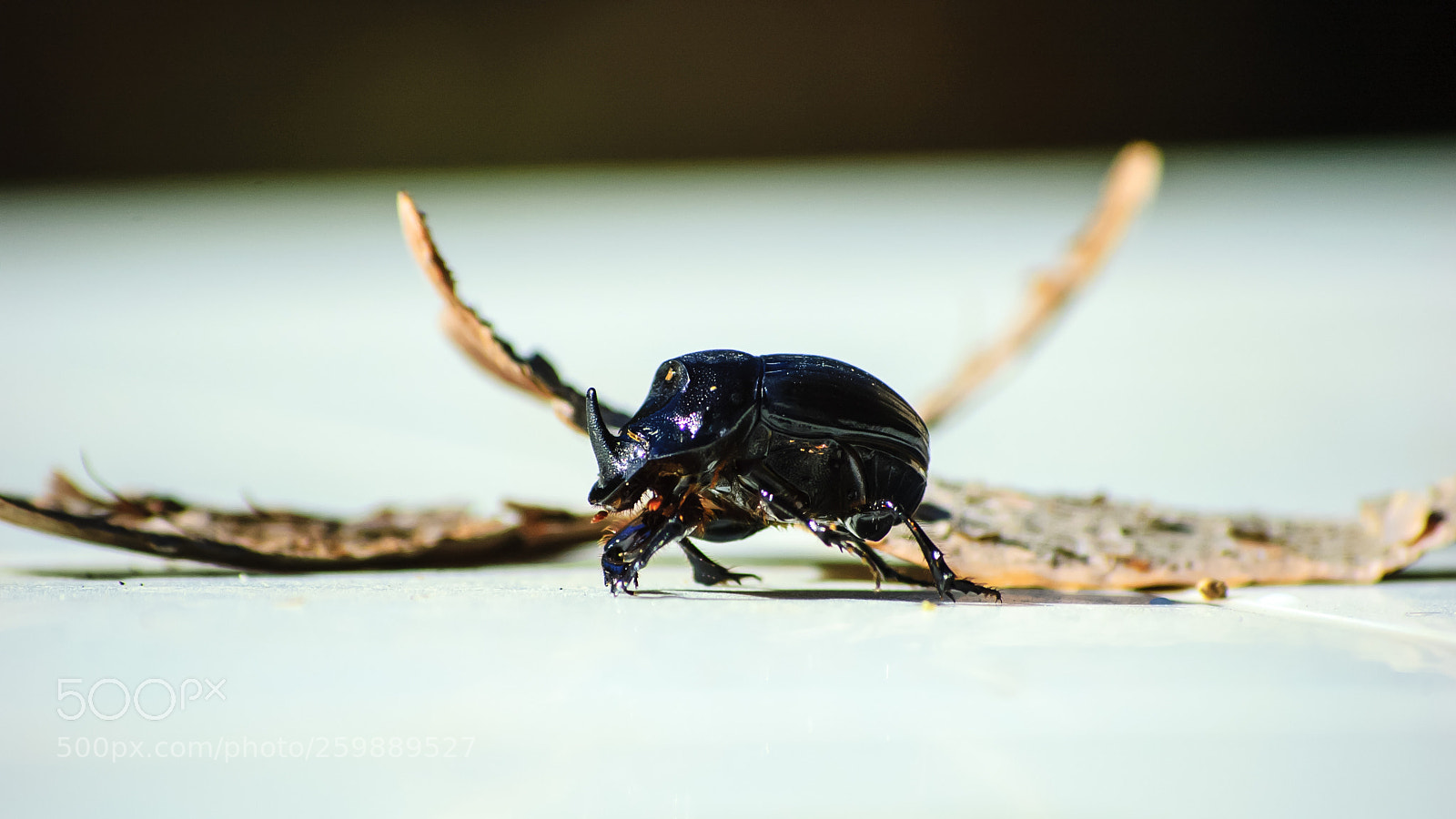 Nikon D70s sample photo. Little friend photography