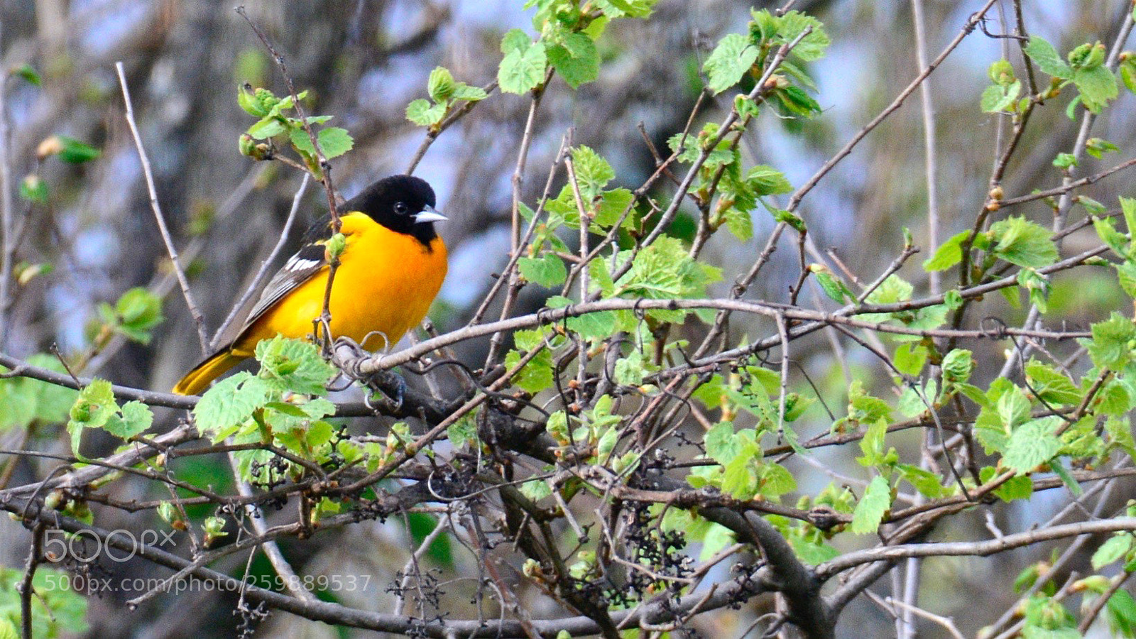 Nikon D800 sample photo. Baltimore oriole photography