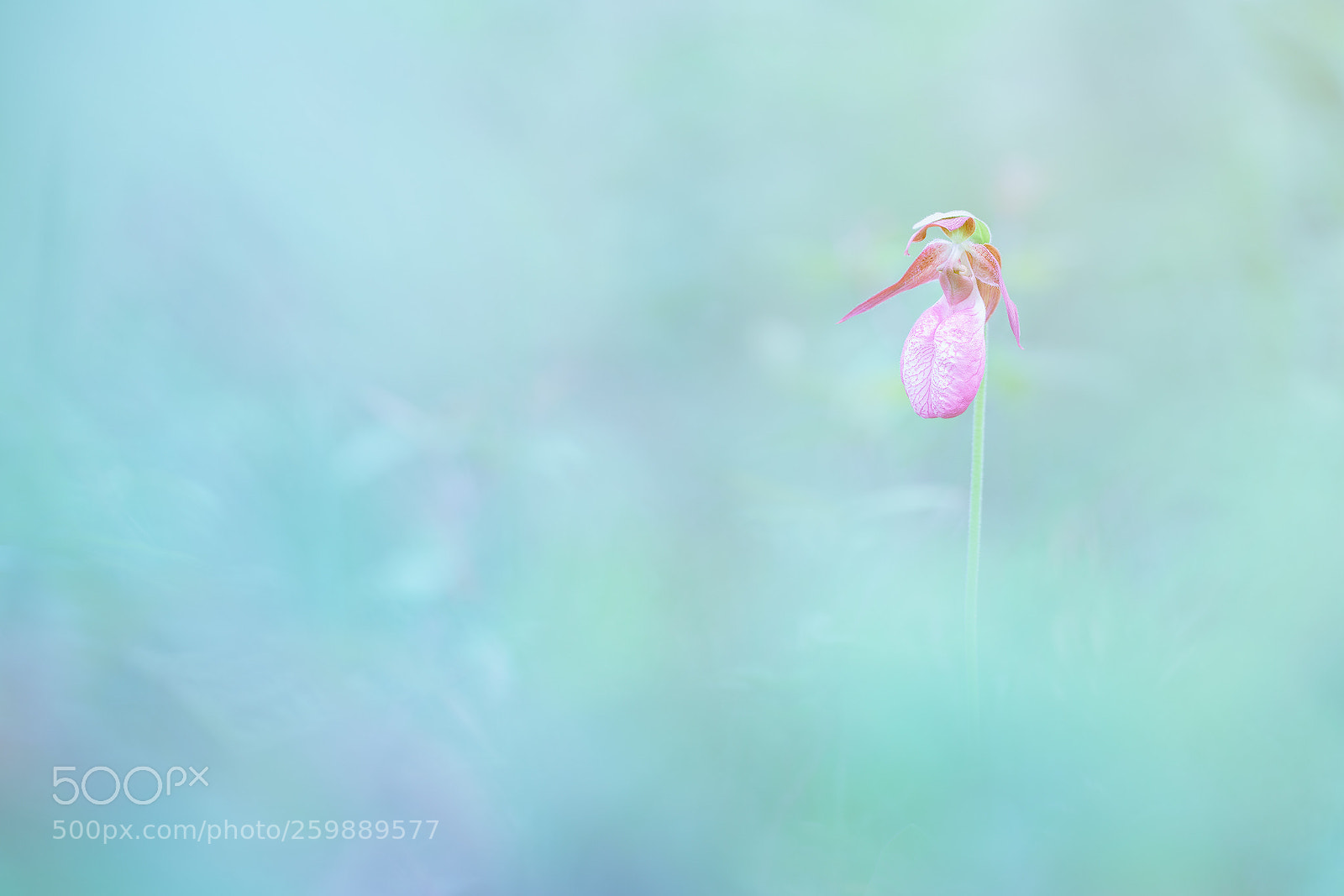 Sony a7R II sample photo. Cipripedium acaule photography