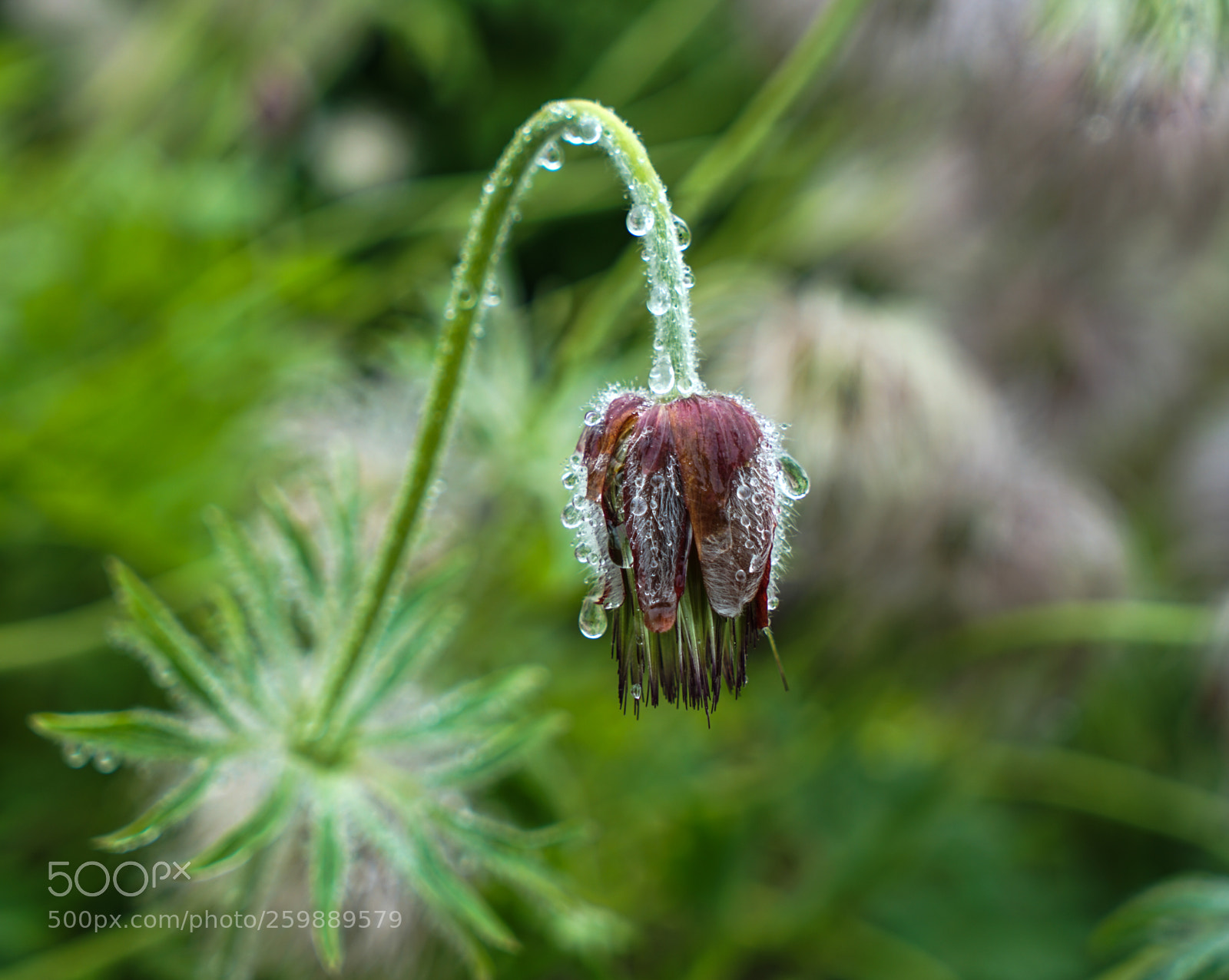 Sony a7 II sample photo. Dsc photography