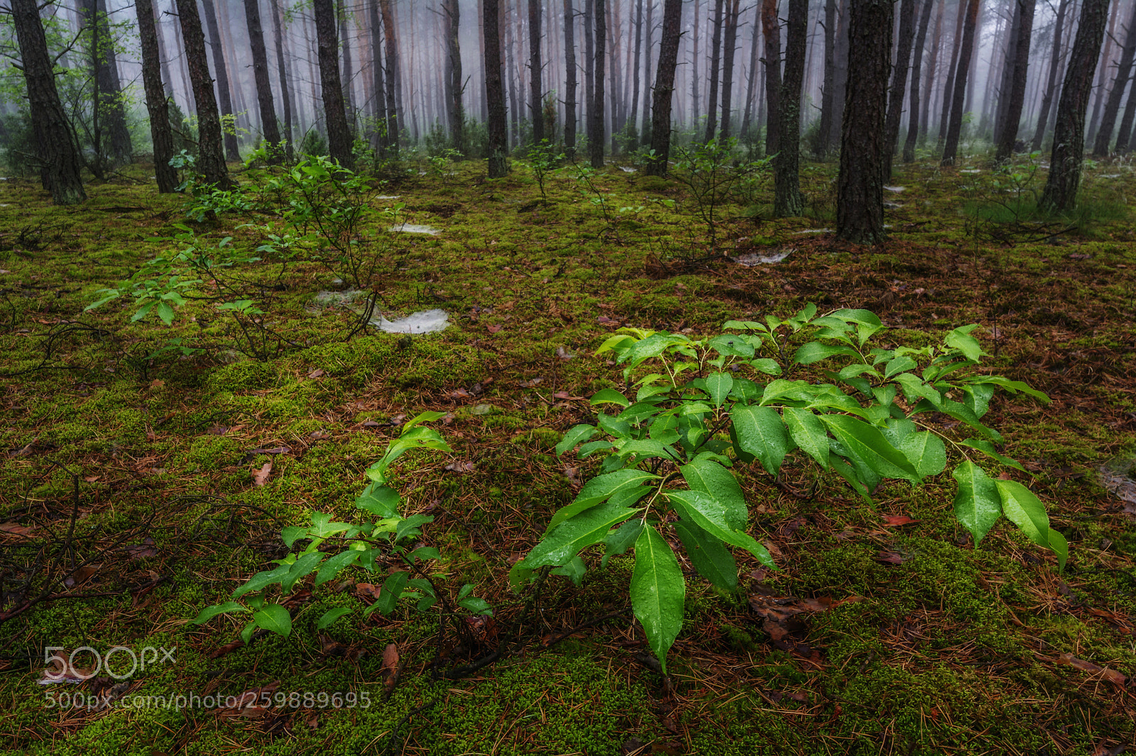 Nikon D5200 sample photo. Forest photography