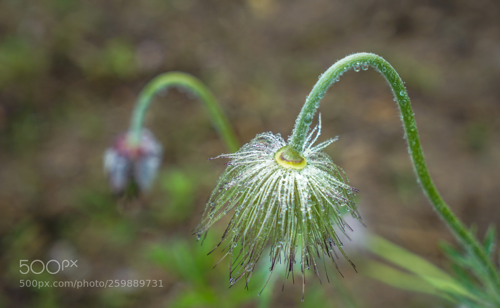 Sony a7 II sample photo. Dsc photography
