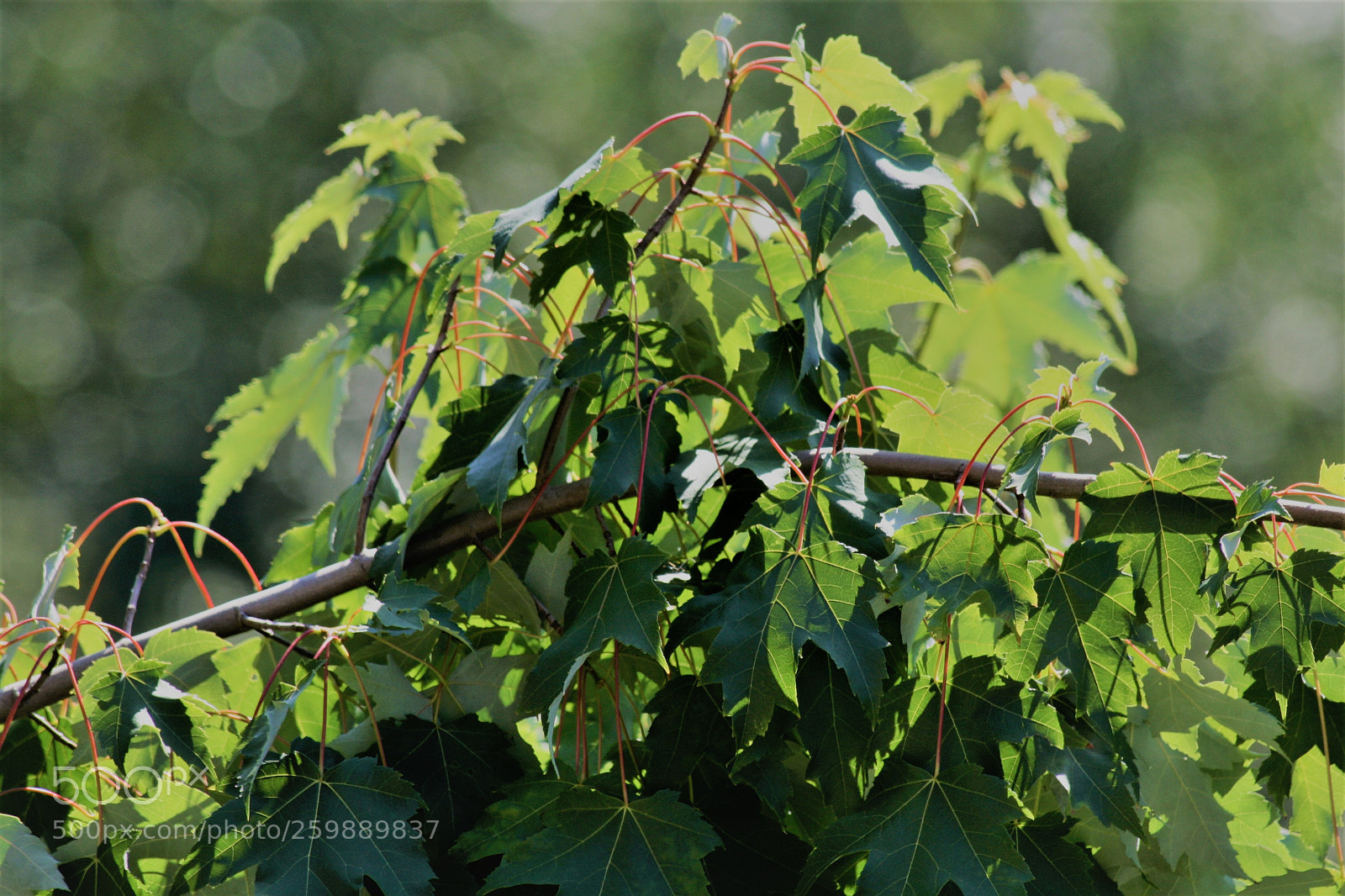 Canon EOS 30D sample photo. Wine photography
