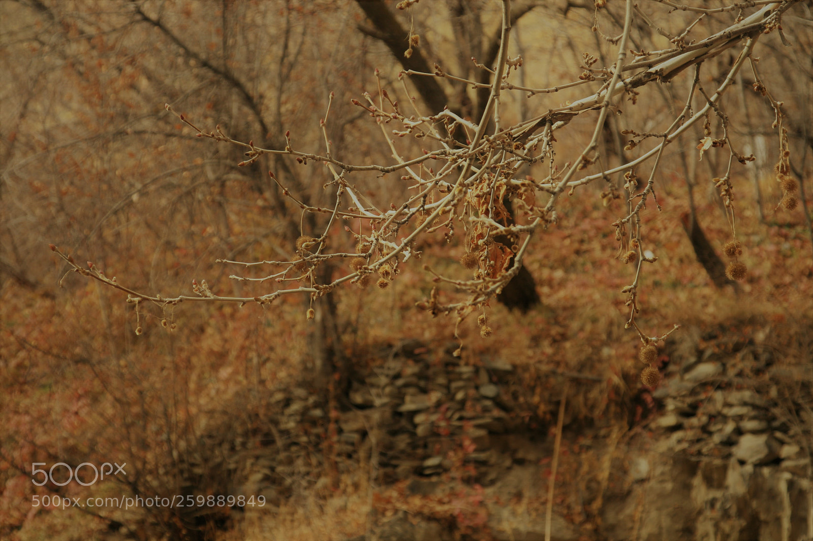 Canon EOS 30D sample photo. Fall photography