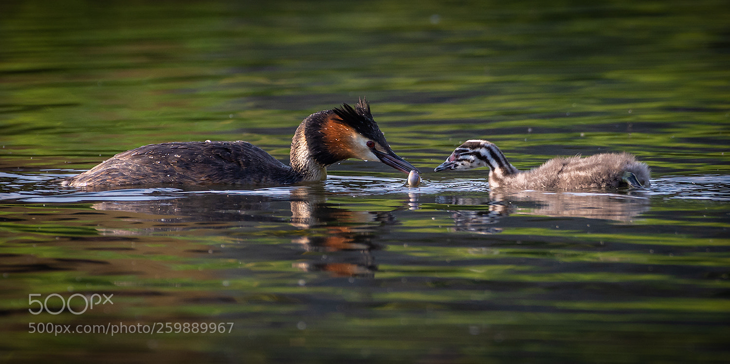 Nikon D7200 sample photo. Feeding grebe photography